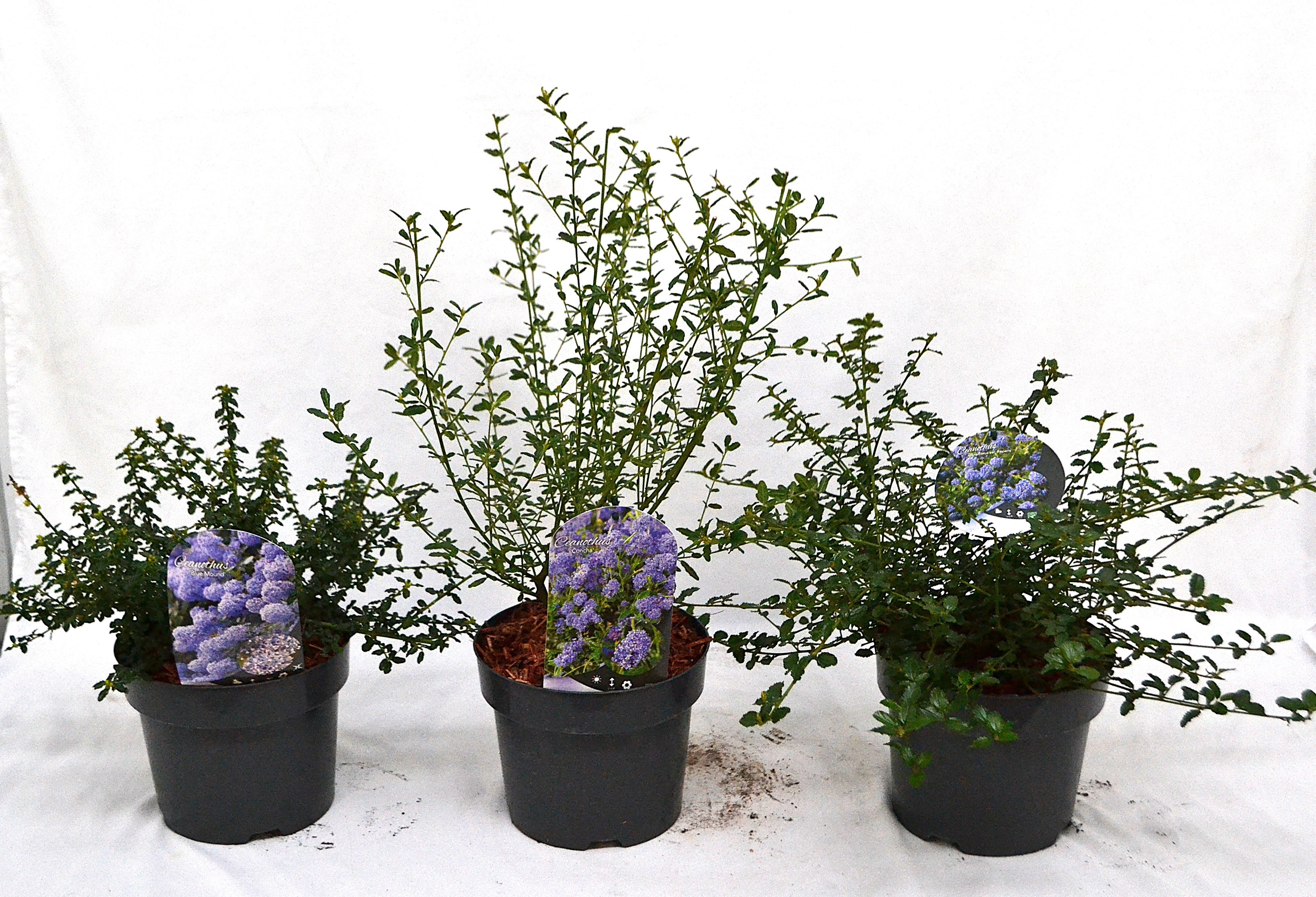 Ceanothus Mix 1 Concha, Repens, Blue Mound, D 19