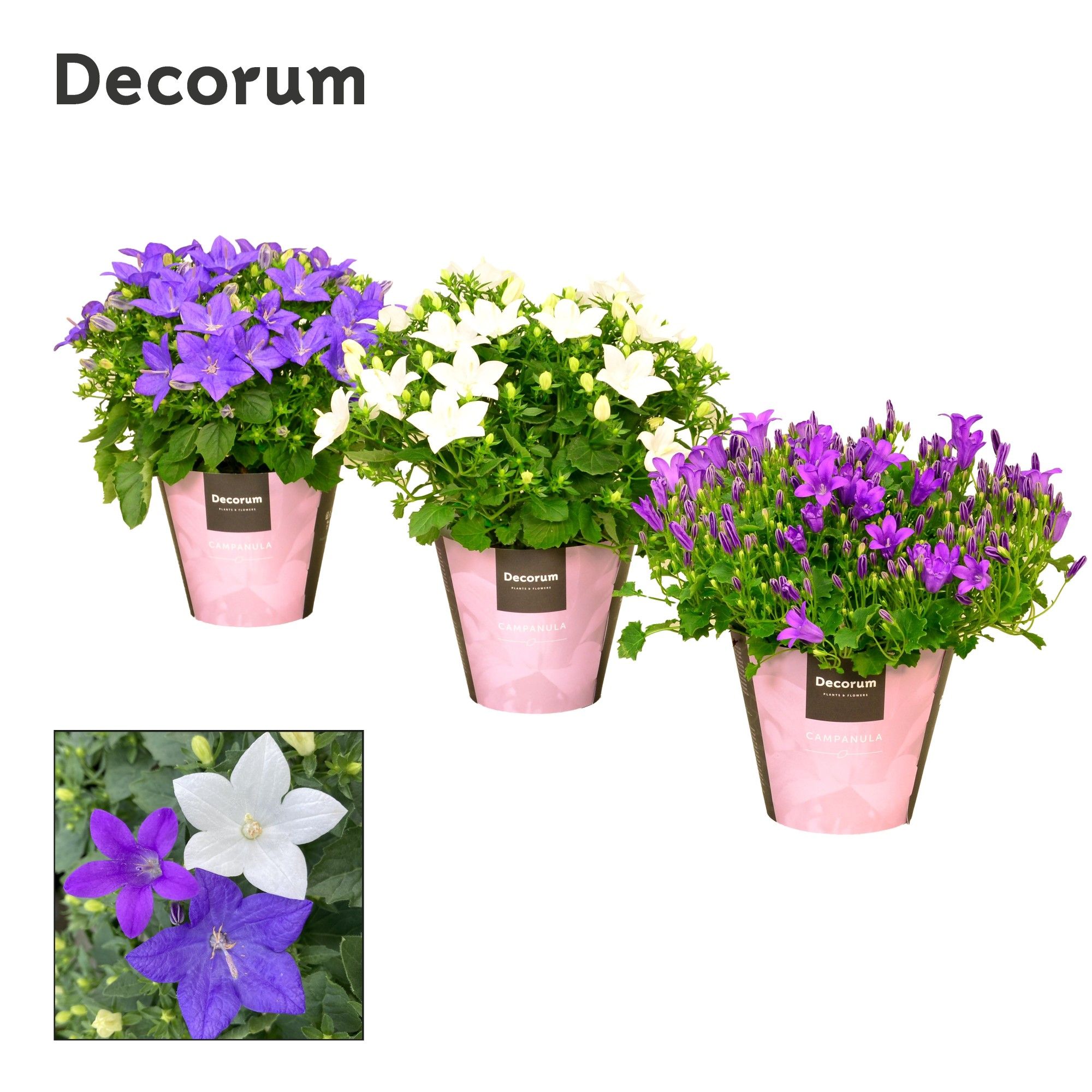Campanula Promo Mix 1 Decorum, D 11