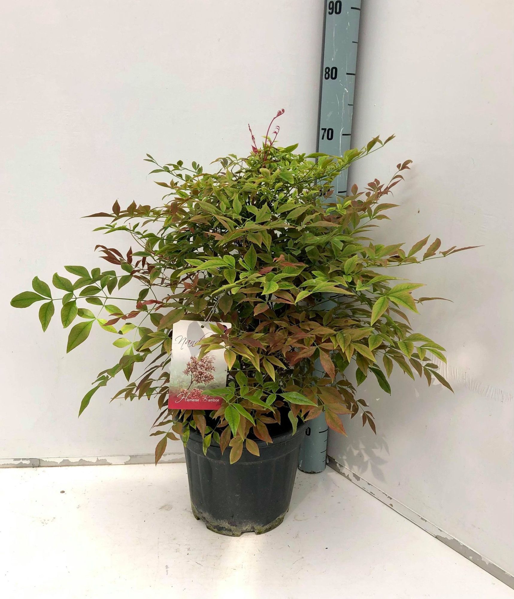 Nandina domestica, D 24