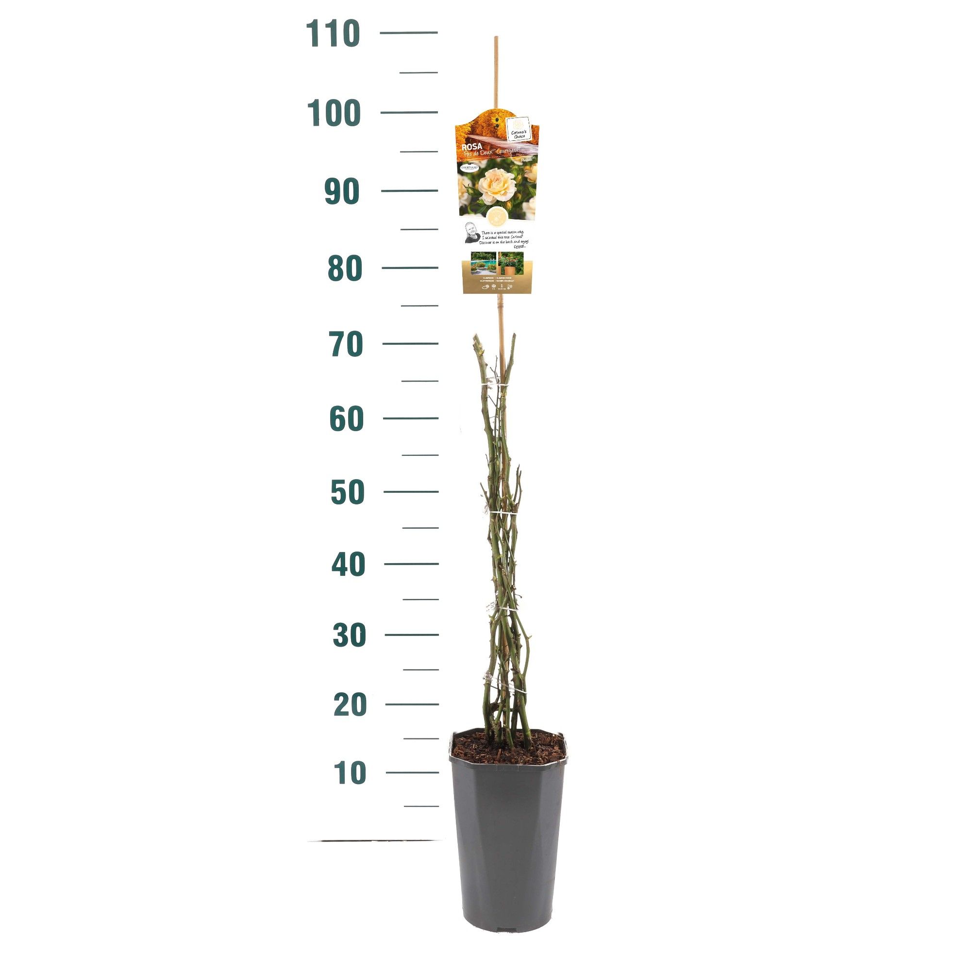 Rosa 'Pas de Deux' - Klim - C3rp - Exclusive Collection, D 19