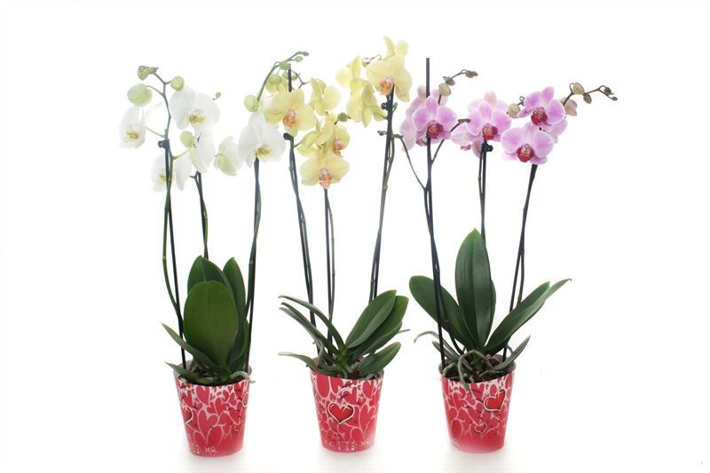 Potcover p12 heart Phal mix 3T18+, D 12
