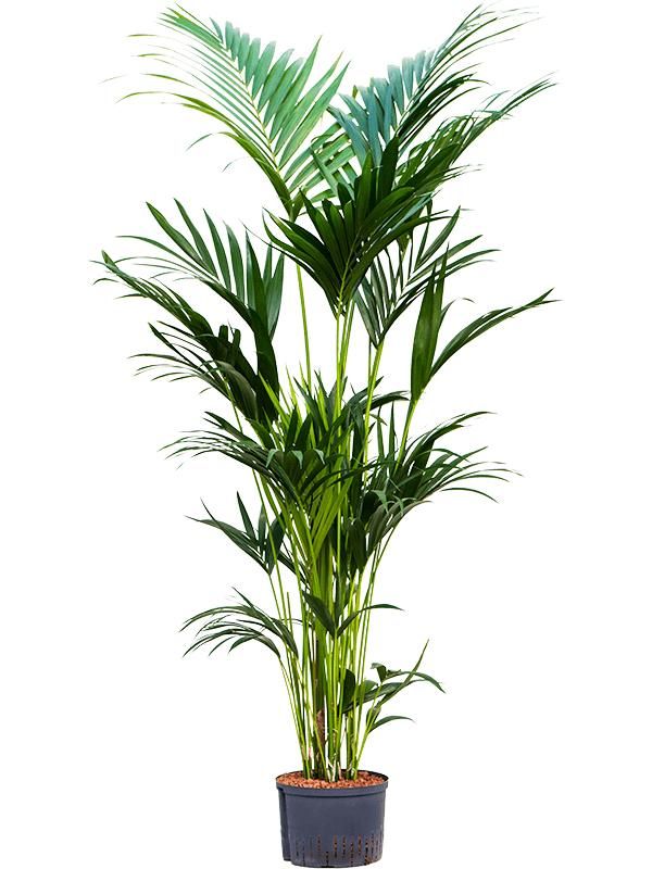 Kentia (Howea) forsteriana, D 28