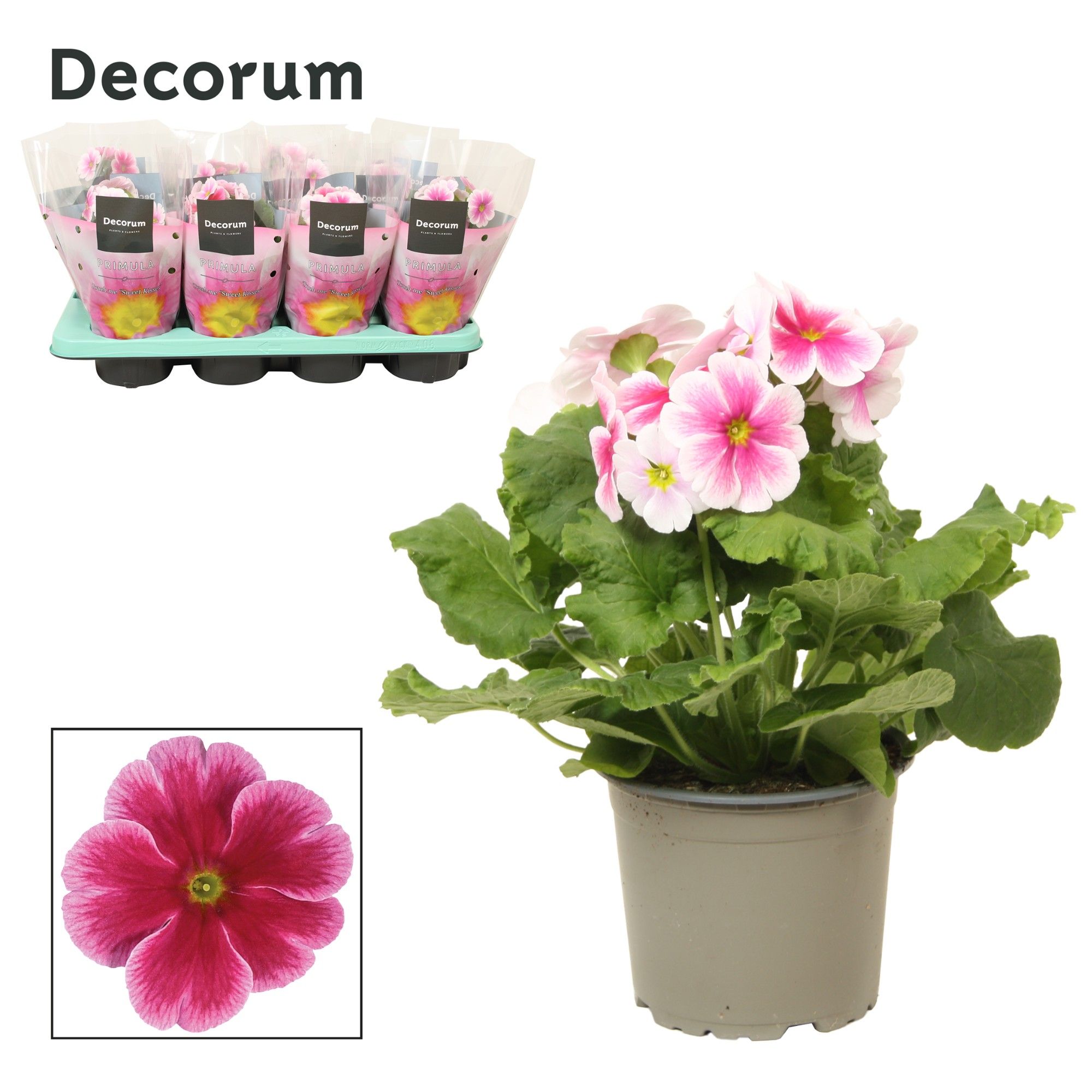 Primula 'Touch Me' Red-White | Decorum, D 12