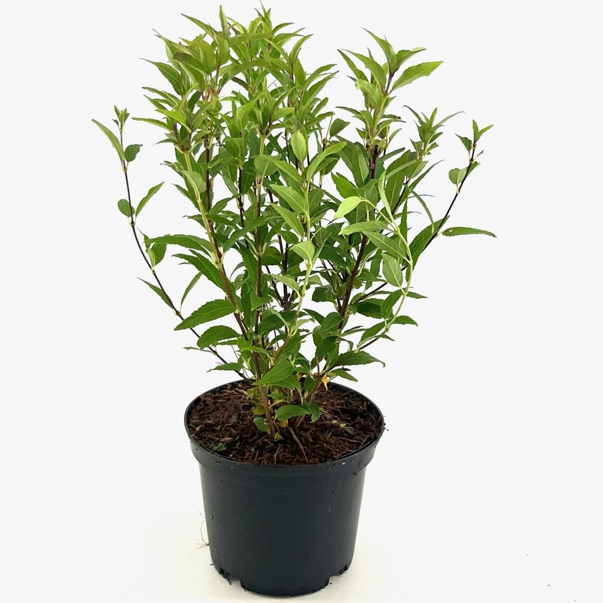 Deutzia gracilis, D 17