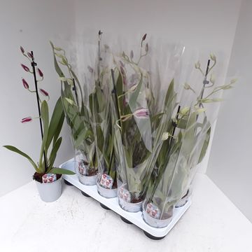 Miltonia mix 1 tak, D 12