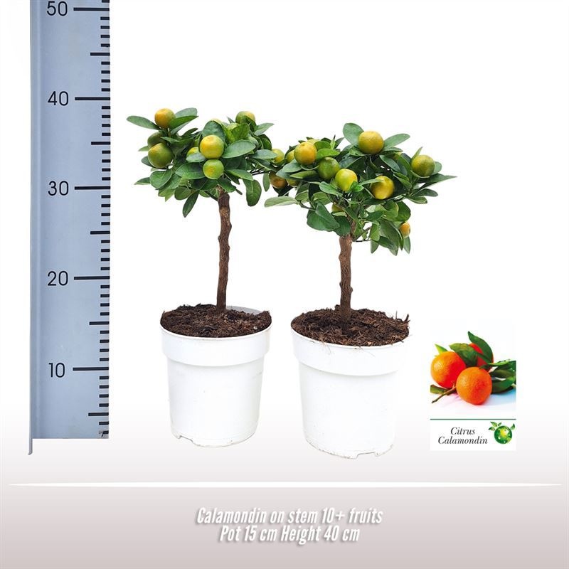 Calamondin op stam, D 15