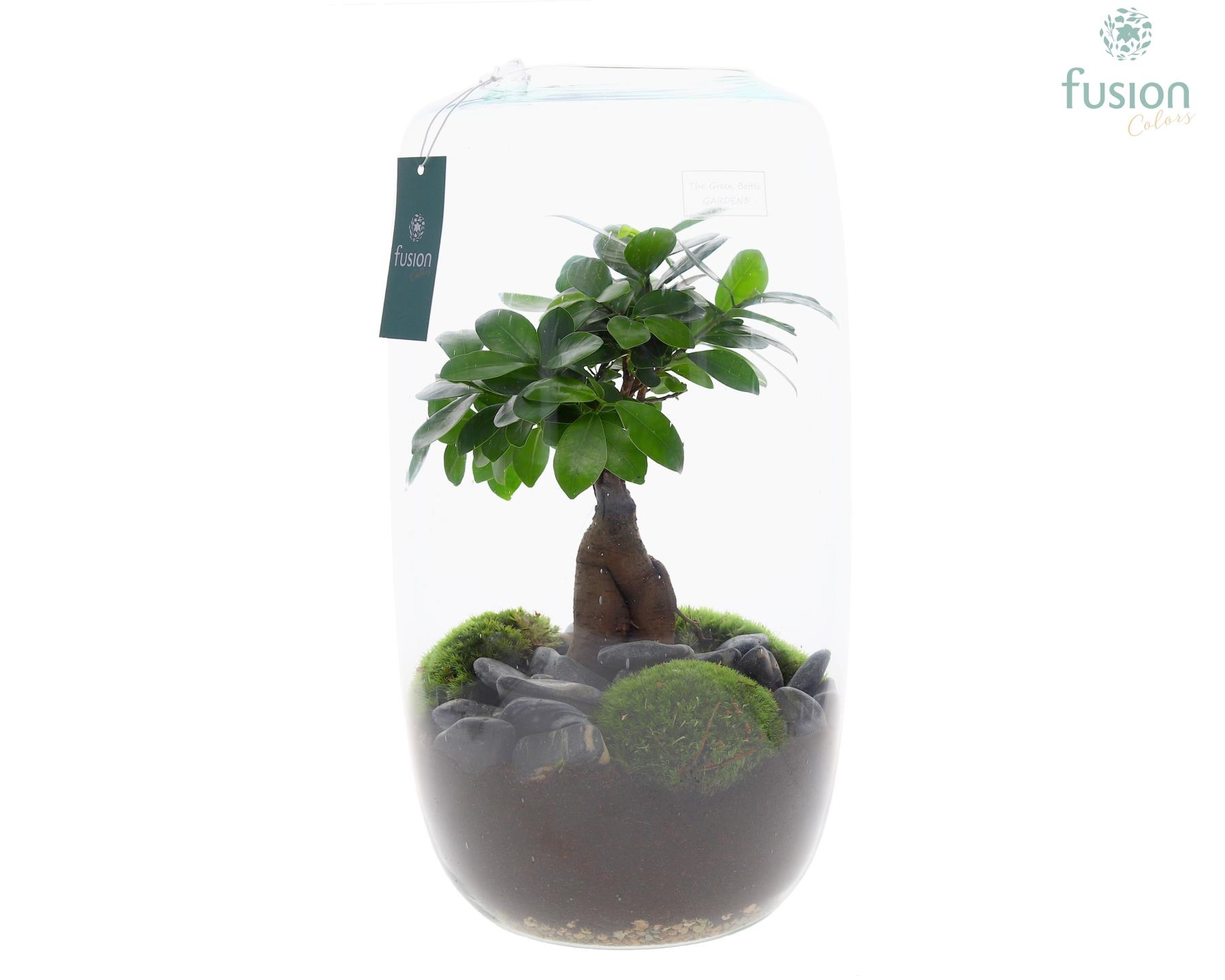 Green Bottle Isabella XXLarge met Ficus Ginseng, D 23