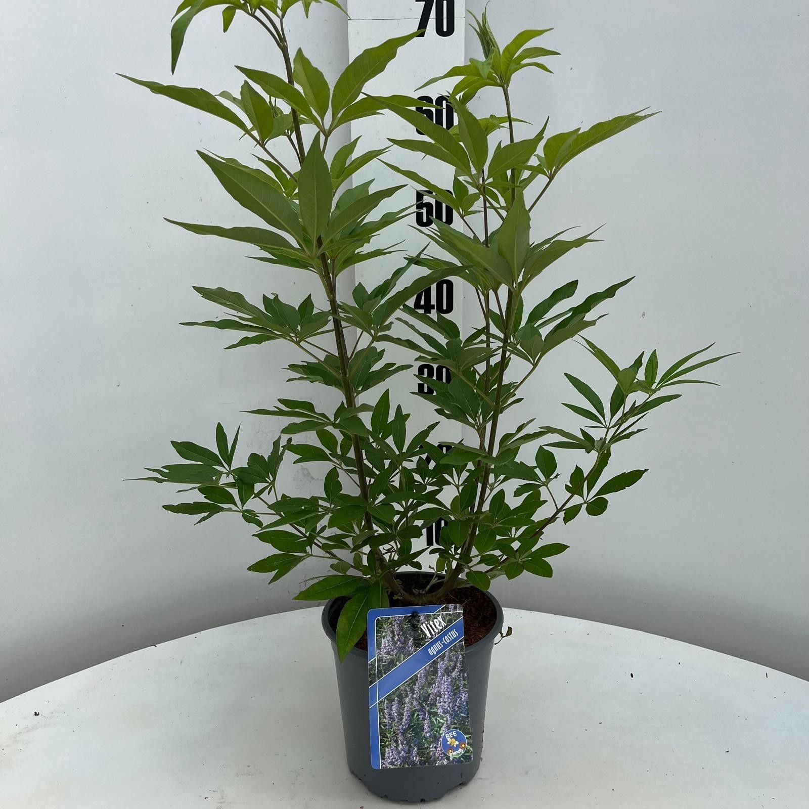 Vitex agnus-castus, D 17