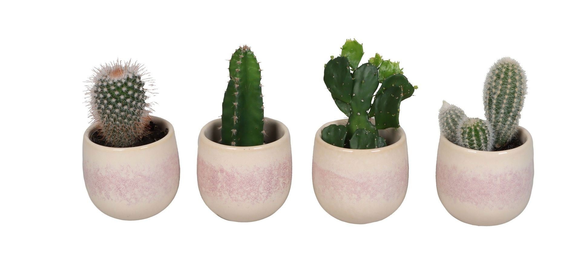 L 67343 With Cactus Mix 6 cm, D 6