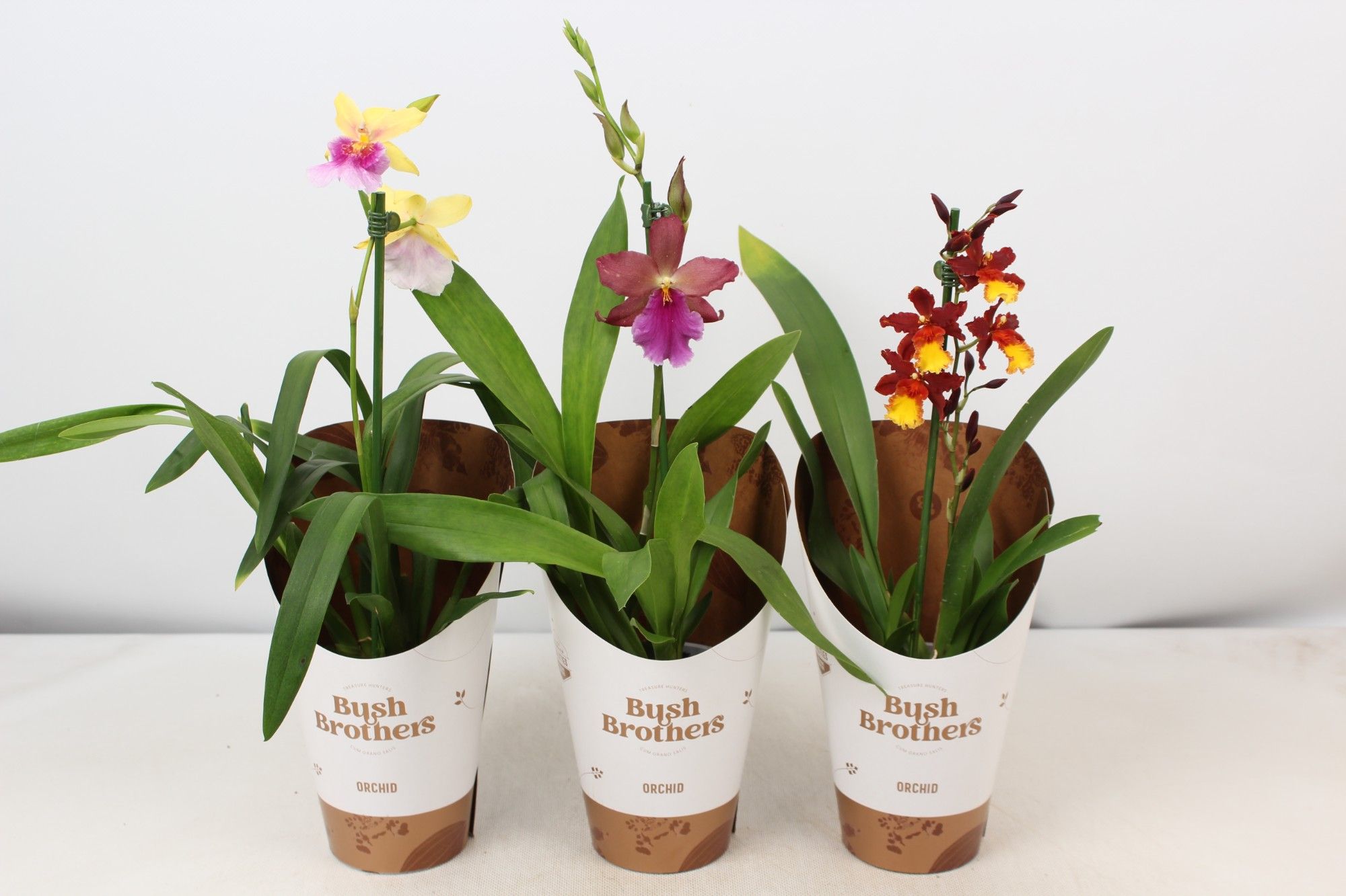 Cambria mix A1 kort 12 cm, D 12