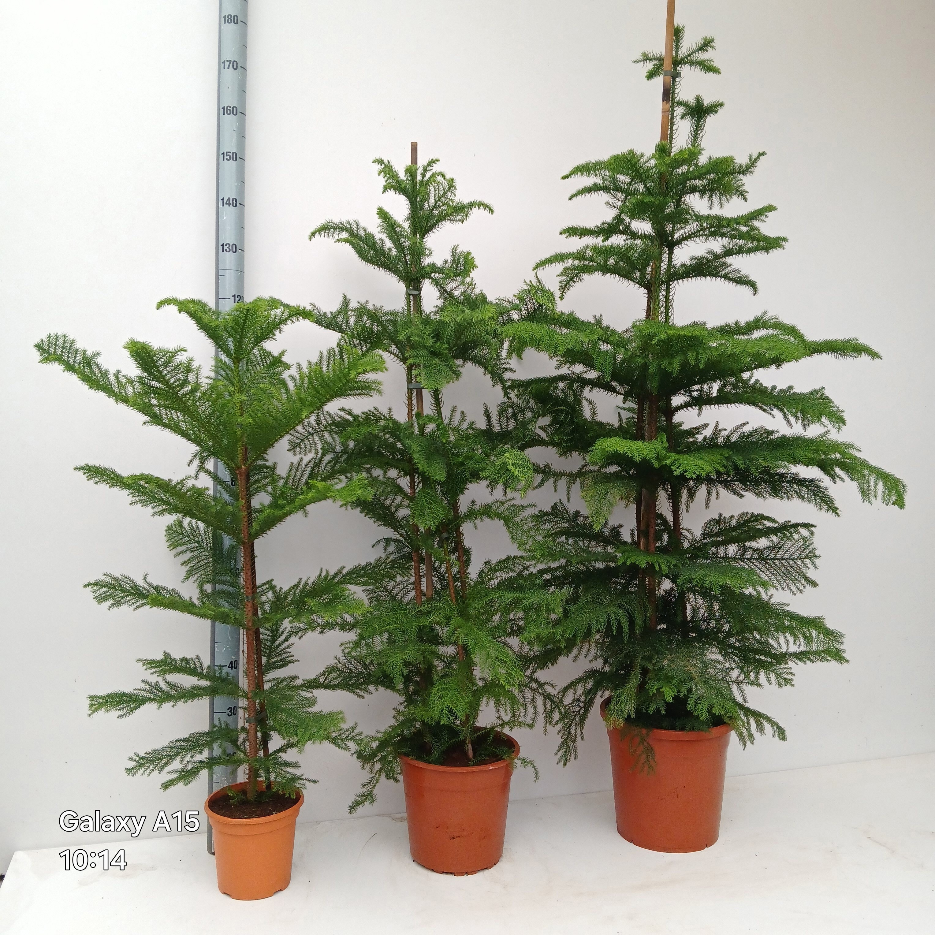 araucaria heterophylla, D 29