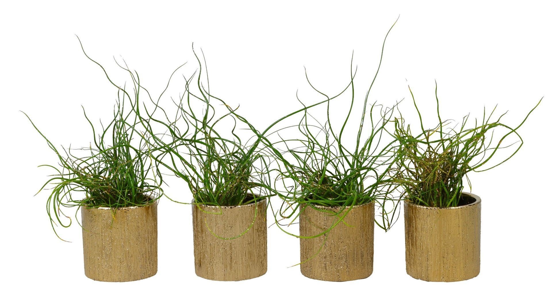 L 66138 With Juncus + Glitter 6 cm, D 6