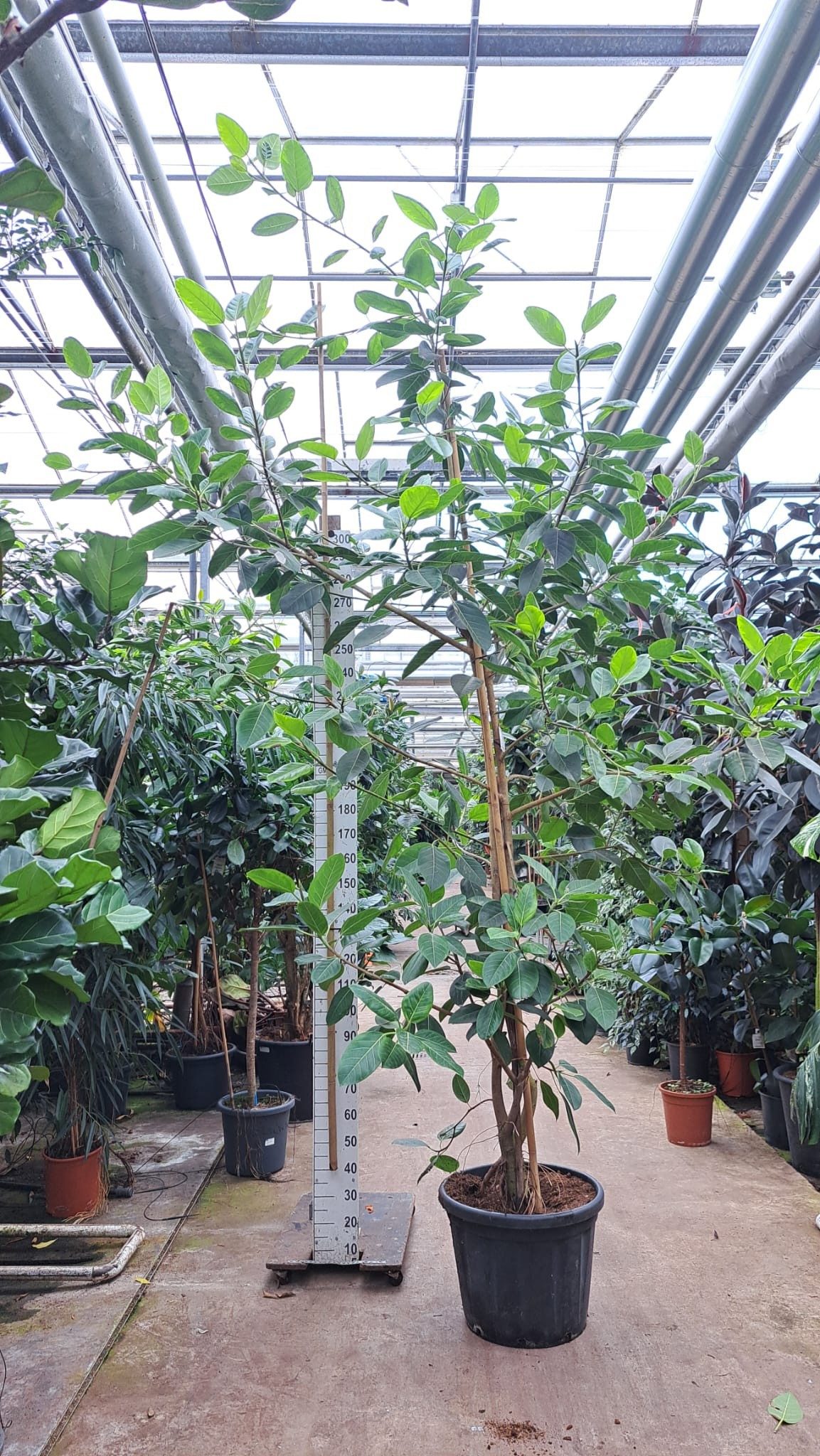 Ficus Altissima vertakt 380, D 50