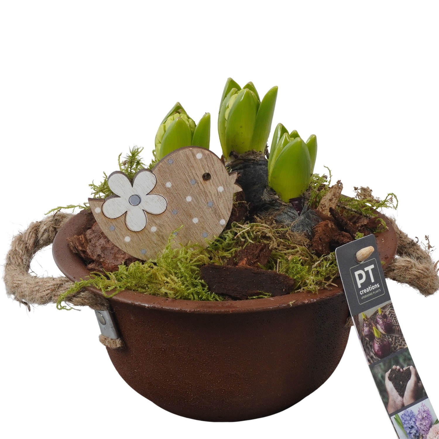 PTHC9107 Arrangement Hyacints in zink schaal, D 18