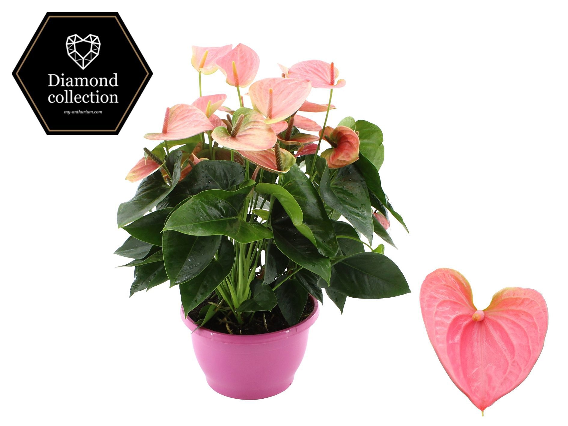 Anthurium 25 cm Sweet Dream in Marly plastic bowl, D 25