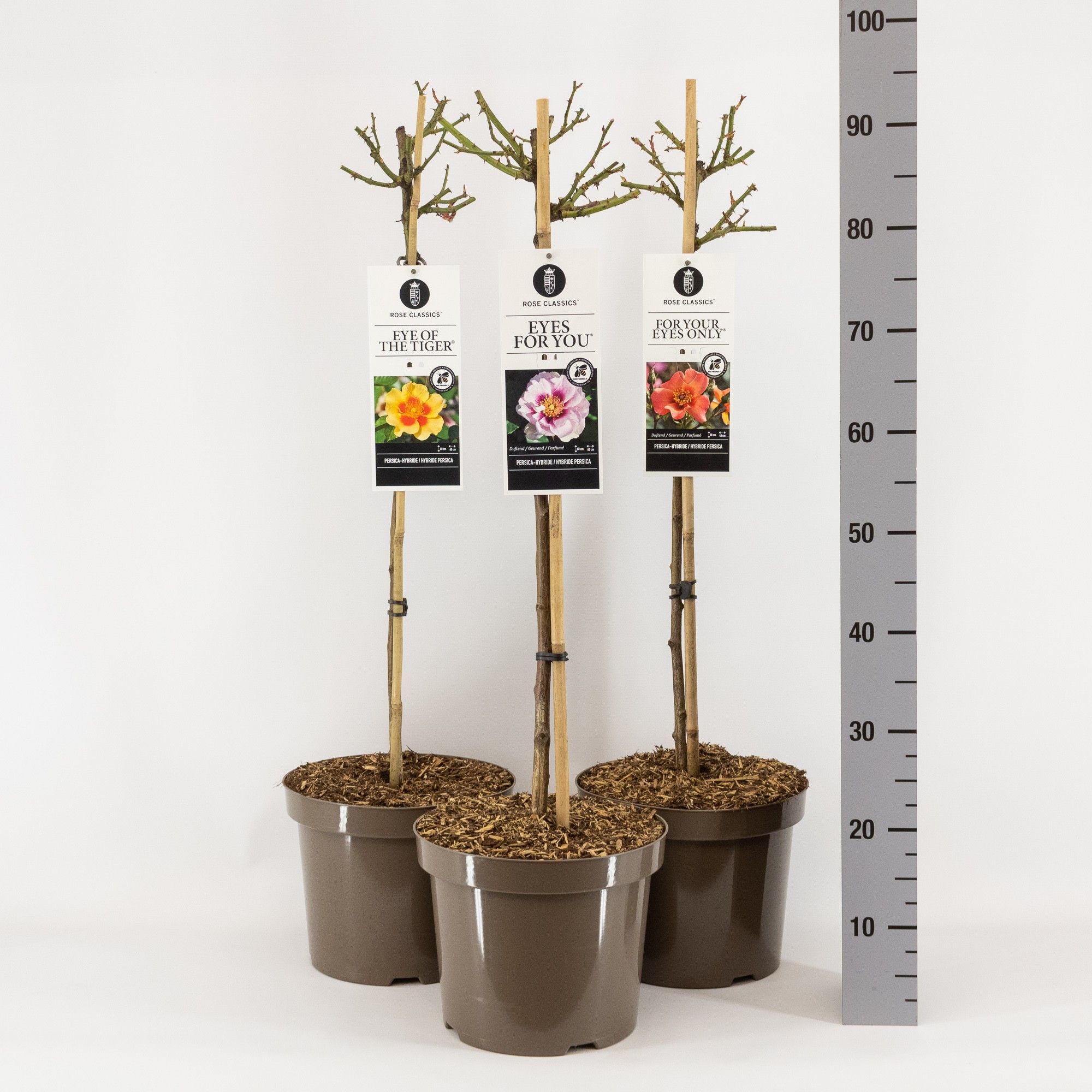 Rose Classics (Persica) mix, stam 70, C7.5, D 26