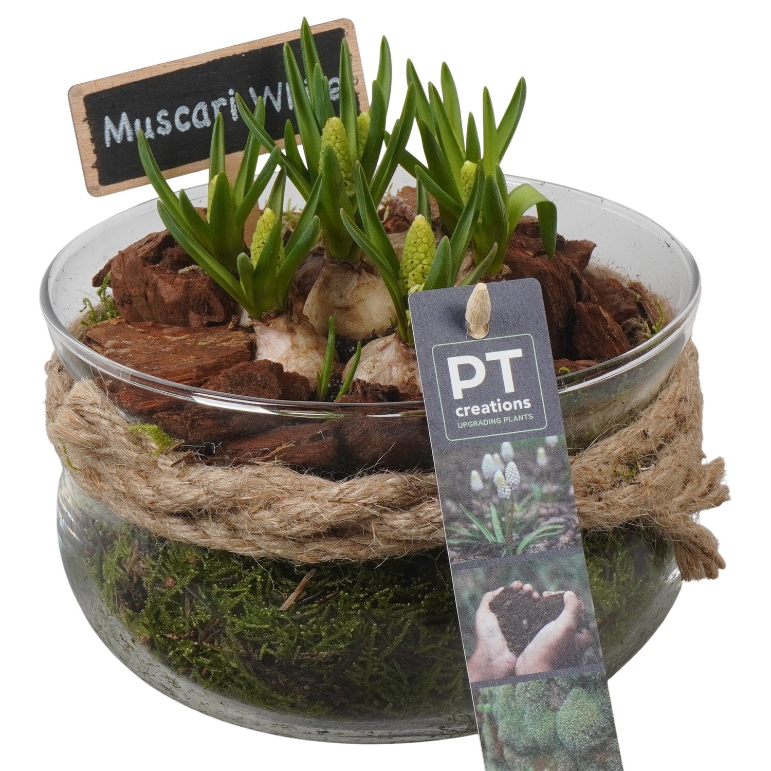 PTWMB8168 Arrangement Muscari White in glas schaal, D 16