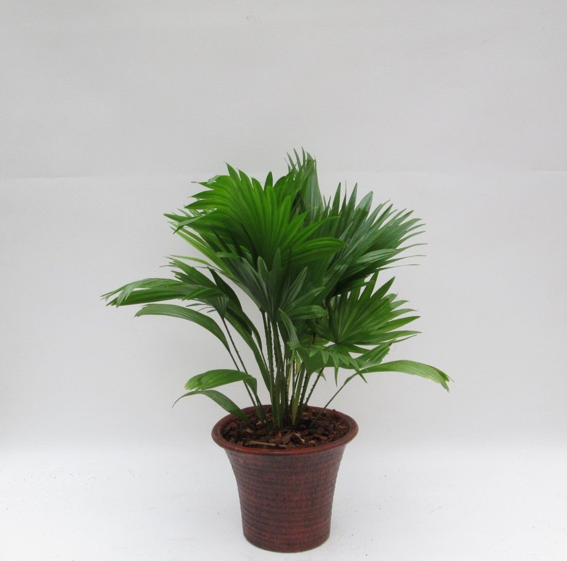 Livistona rotundifolia in hosta big bruin met schors, D 23