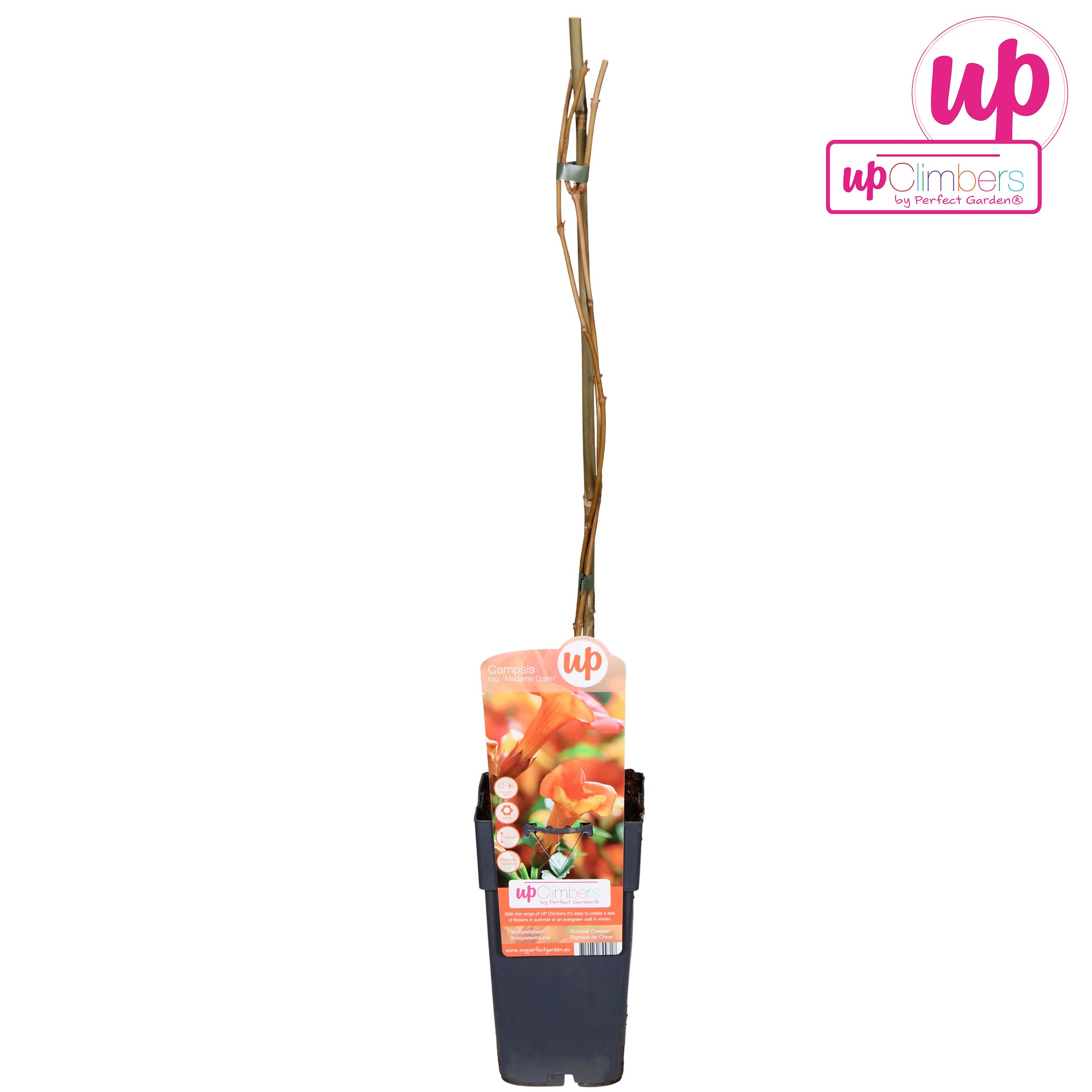 Campsis x tag Madame Galen (geënt) P15, D 15