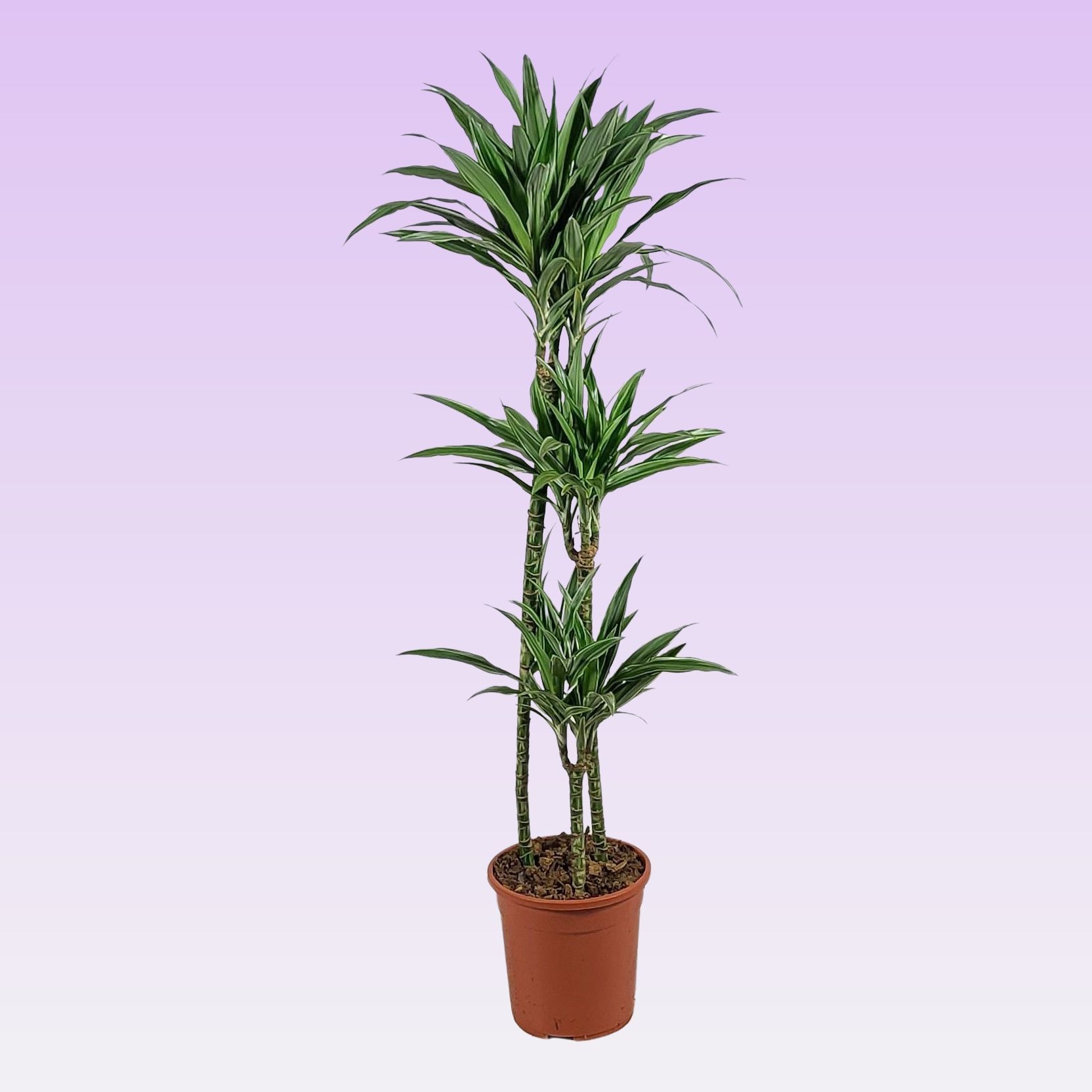 Dracaena warneckei 90-60-30 140cm, D 24