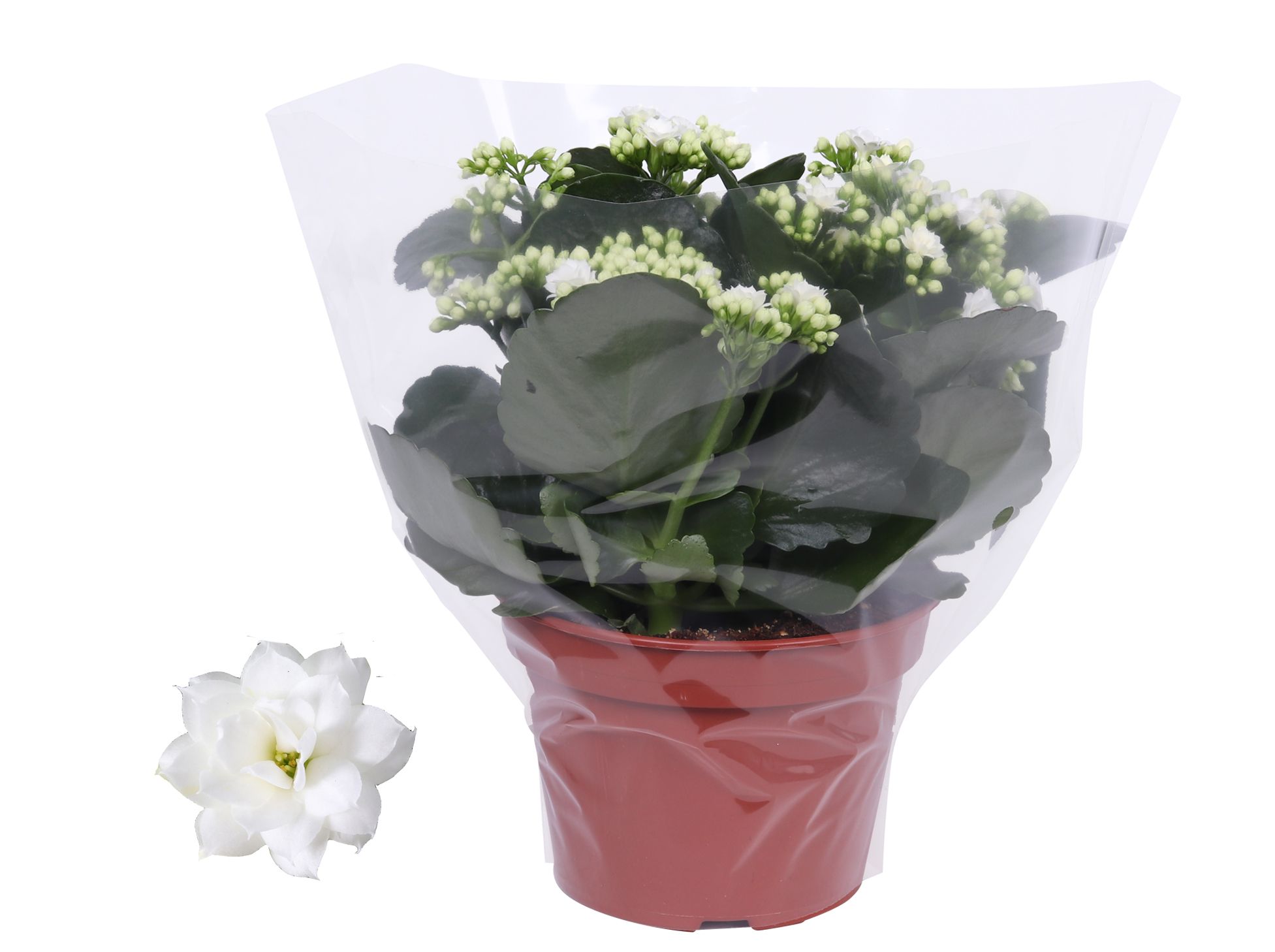 Kalanchoe Rosalina 15cm Don Dione wit, Blanco hoes, D 15