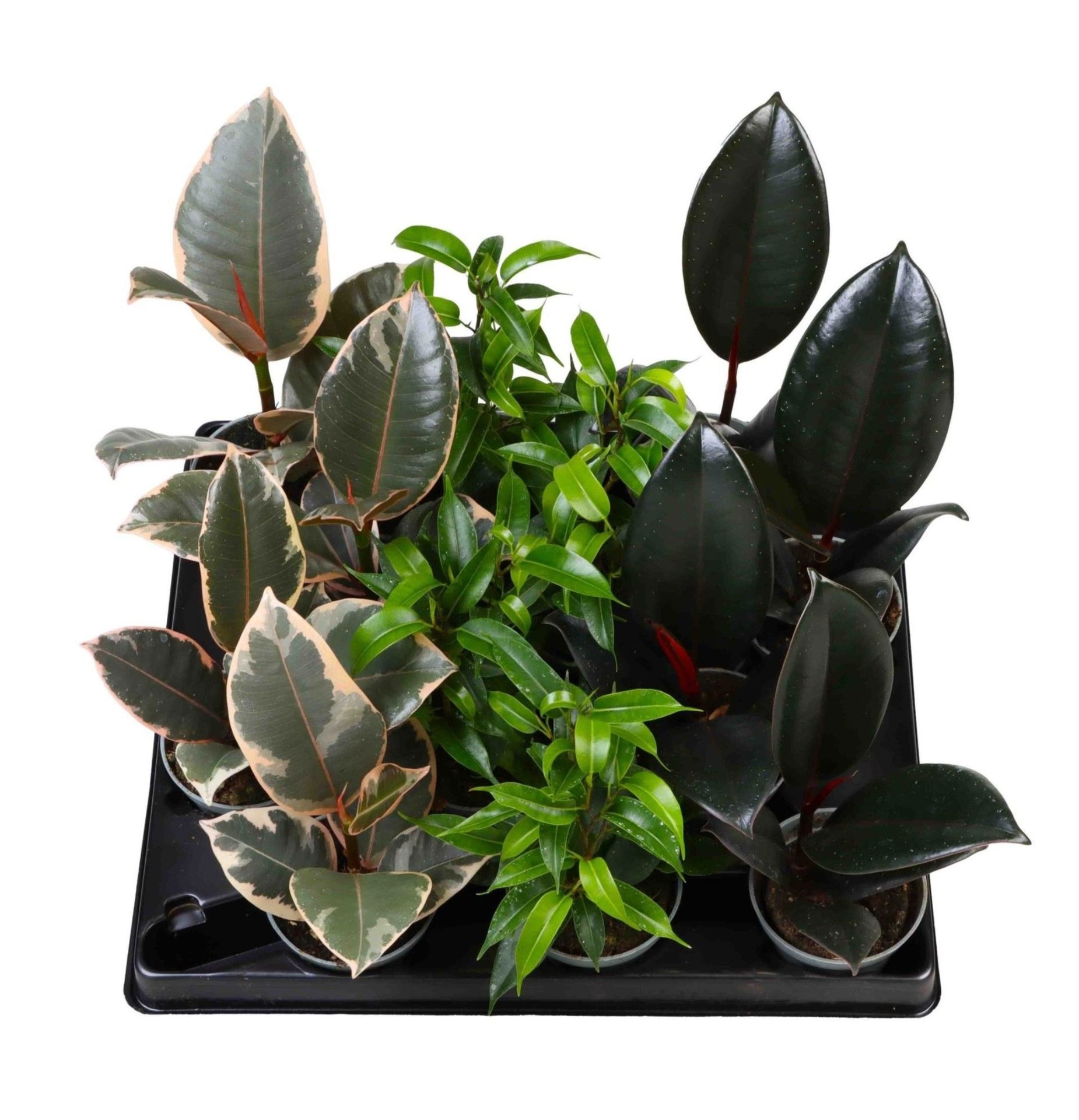 Ficus Mix, D 6