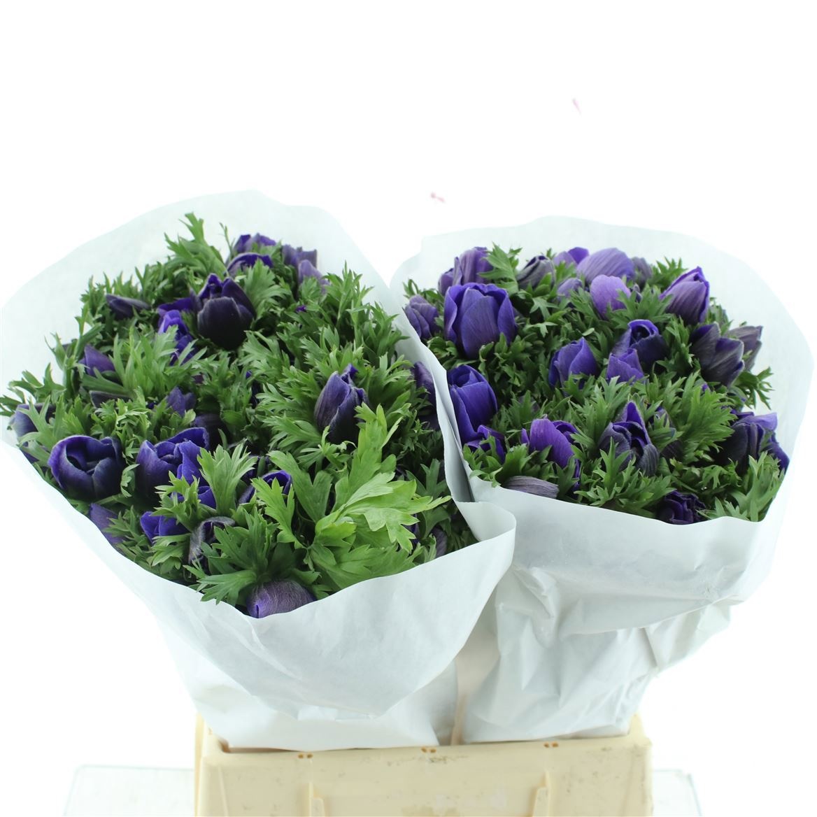 Анемон Мистраль + Дарк Блю 45 (син.), шт.