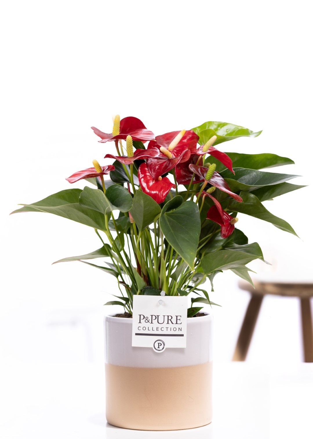 Anthurium red (Micra) in P&PURE Tess 2 cer. white, D 12