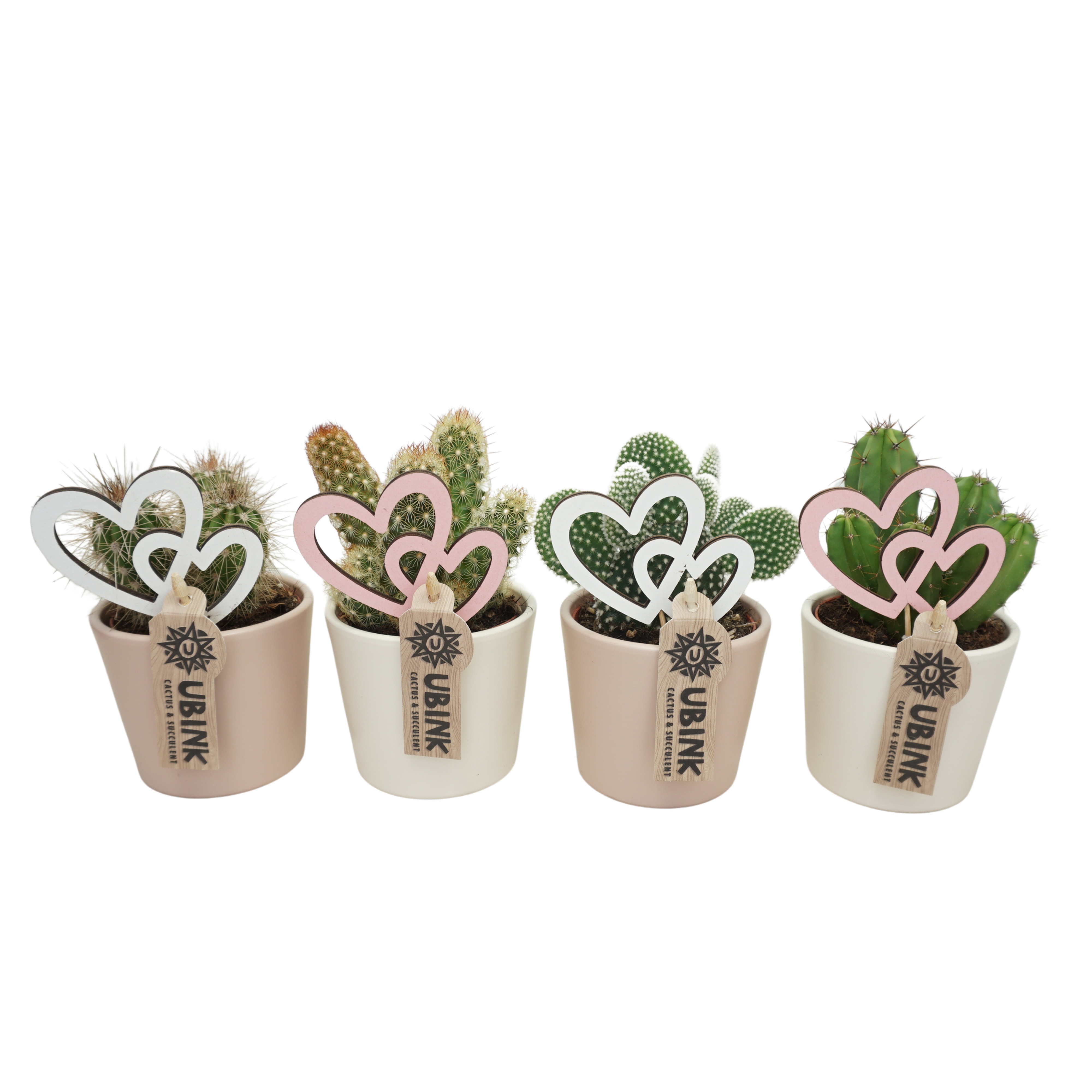 Cactus mix in 9 cm 'Pastel Potje' met Hartjes, D 8,5