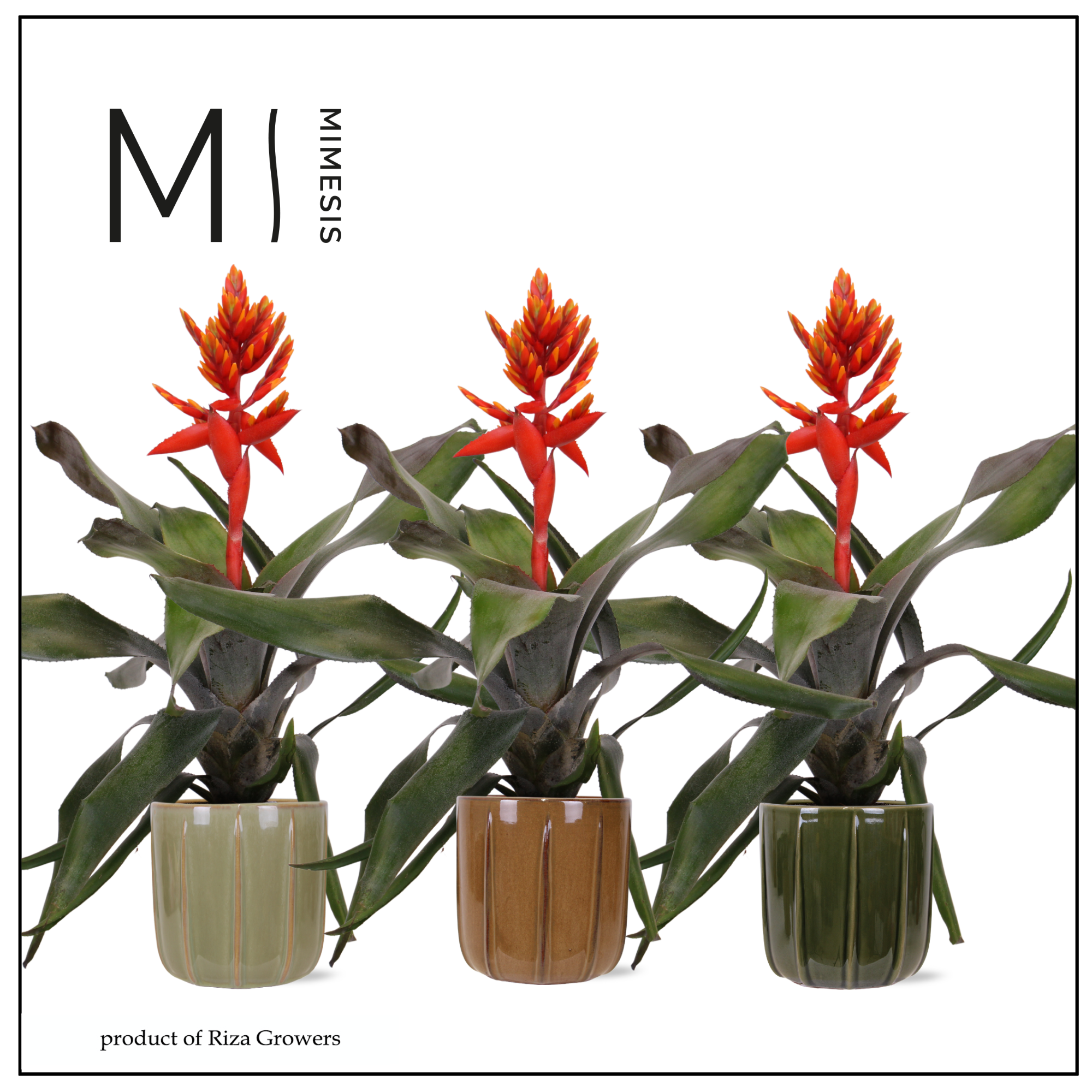 Aechmea Pepita Elegant Flames - 12cm in Peru | Mimesis, D 12