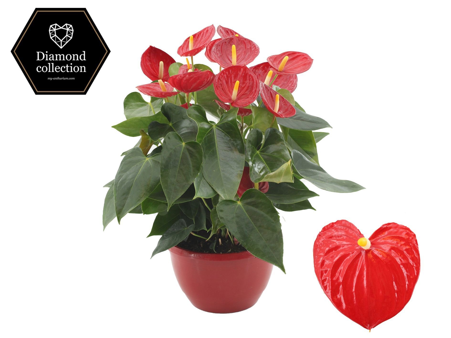 Anthurium 25 cm Tremendo in Marly plastic scale, D 25
