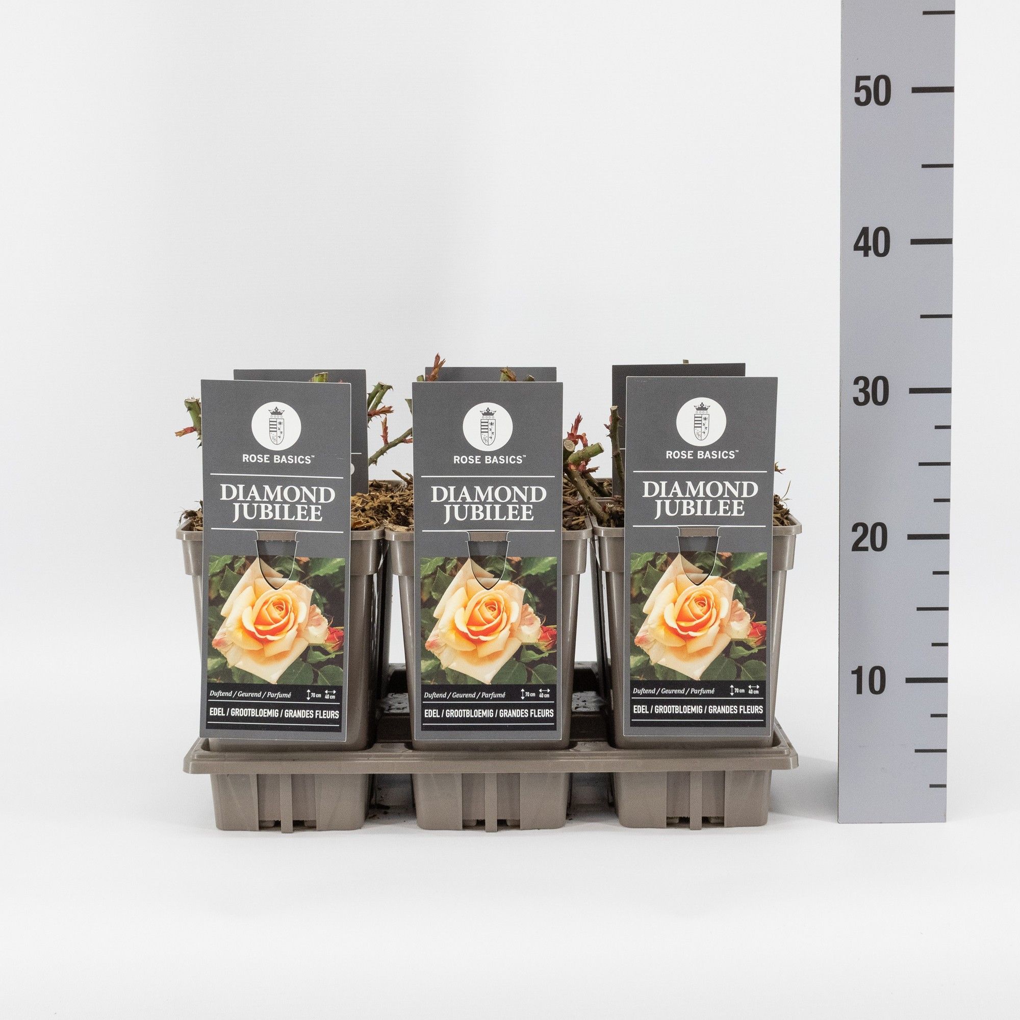 Rosa (TH) Diamond Jubilee, C3, D 17