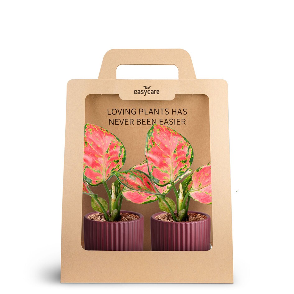 2-Pack Nordic Aubergine, Aglaonema Pinky Promise, D 7