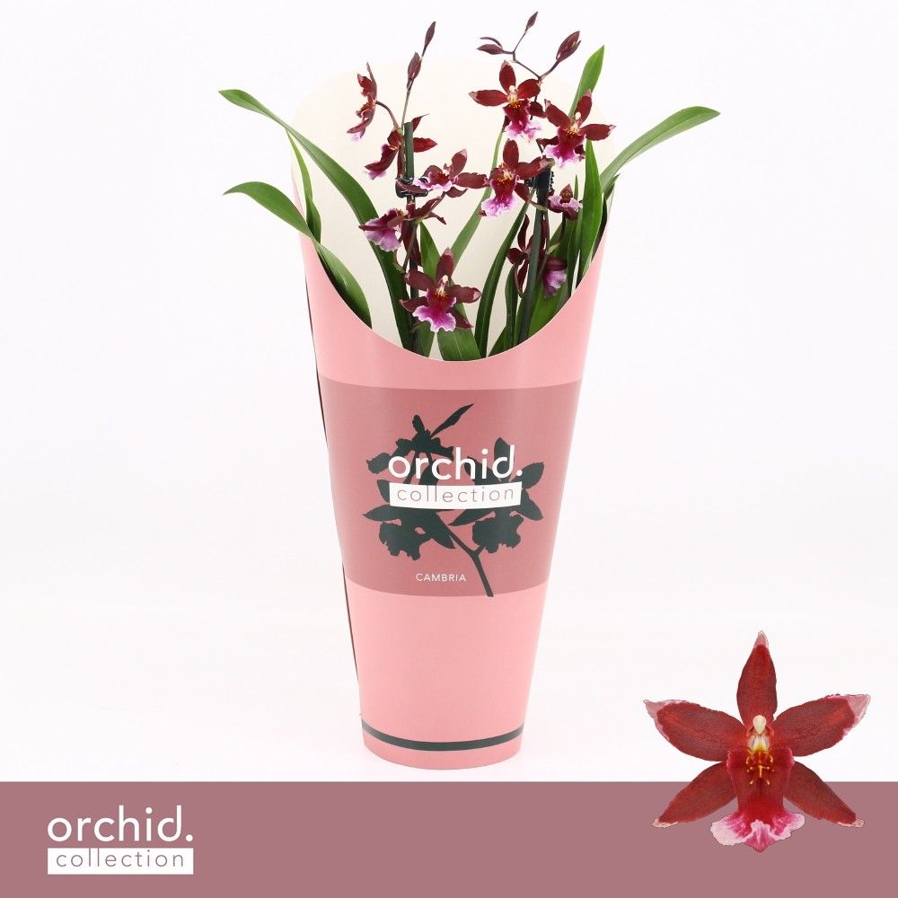 Barrocco Red, 2-spike Compact 'Orchid Collection' Potcover, D 12