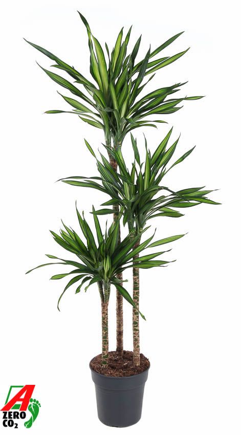 Dracaena Riki 90-60-30, D 24