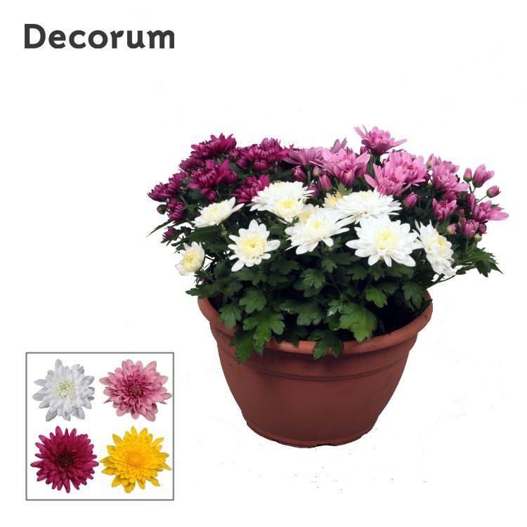 Chrysanne® Grandezza schaal Carnaval L, D 25