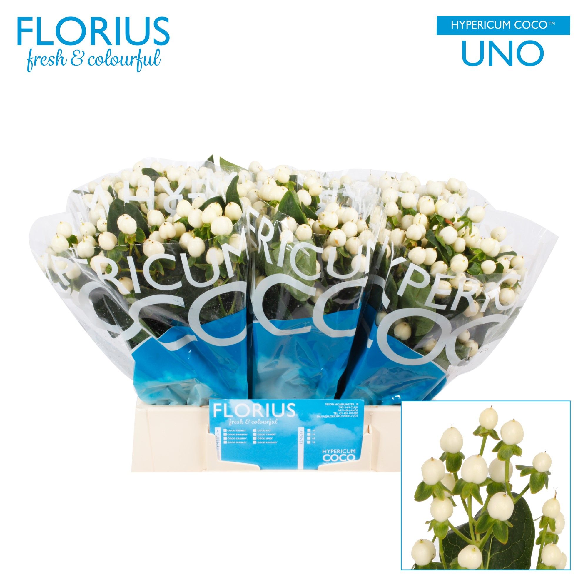 Гипперикум Коко Уно 40, шт.