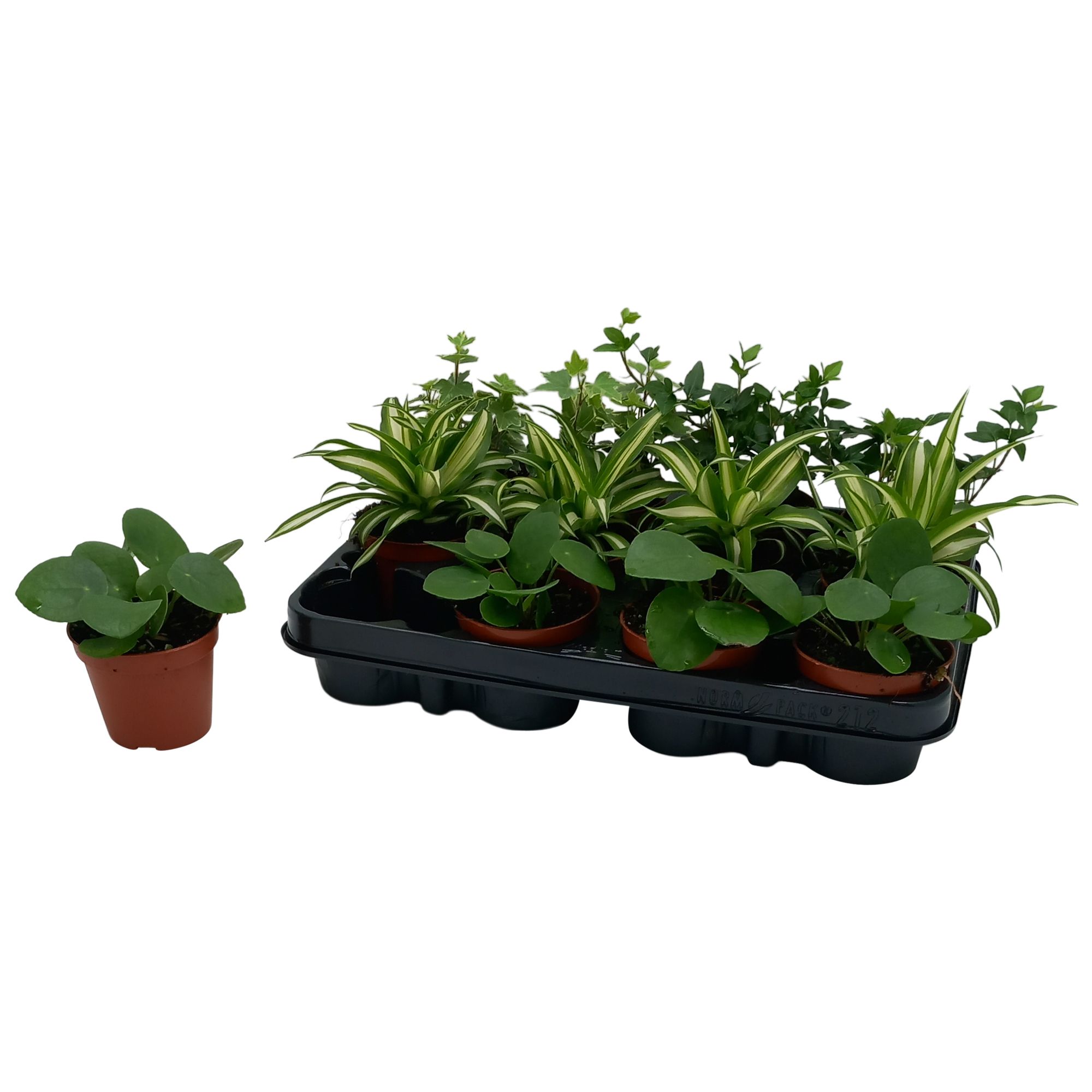 Groen mix Pilea Peperomioides, Hedera, Chlorophytum, D 8,5