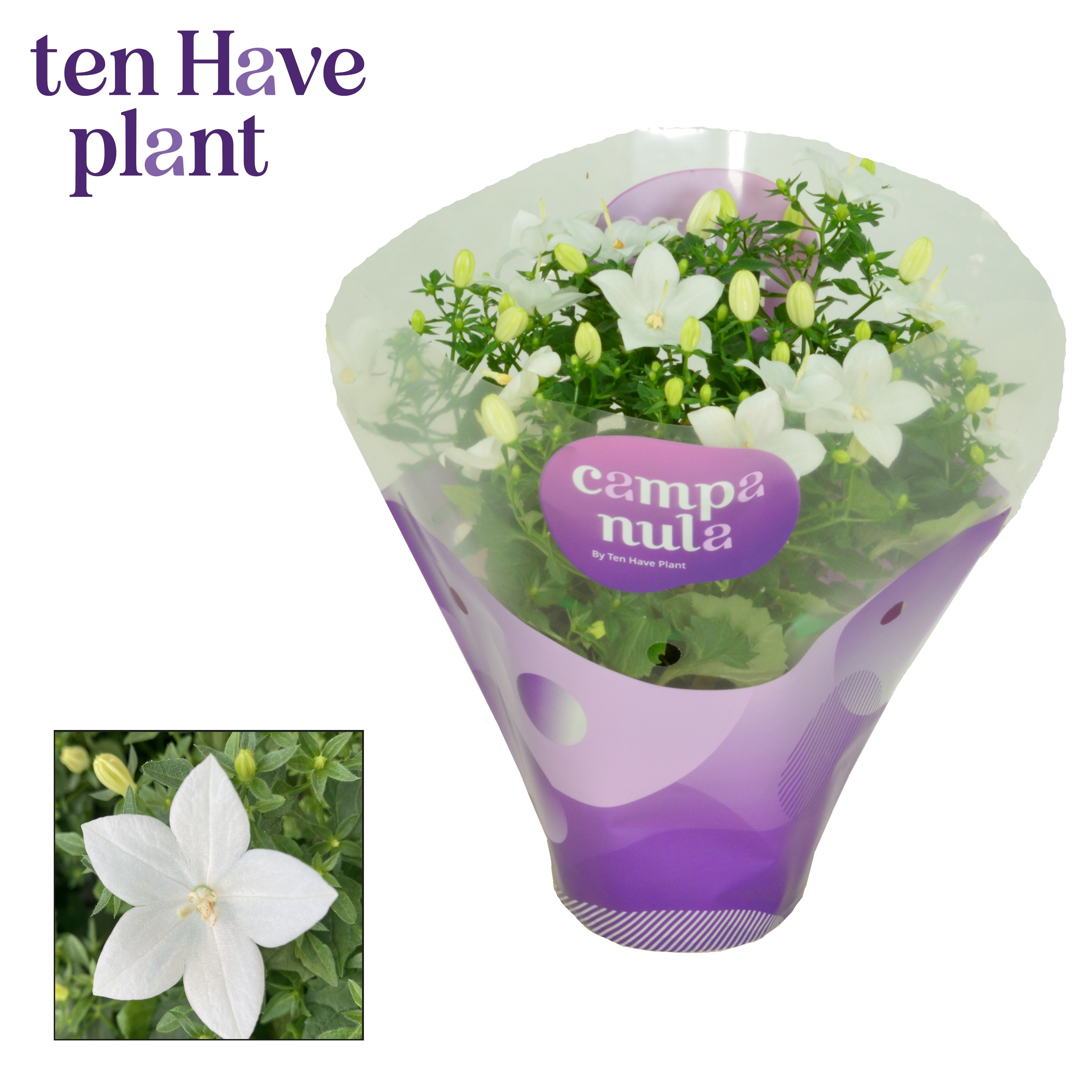 Campanula iso. 'Atlanta' in Hoes, D 11