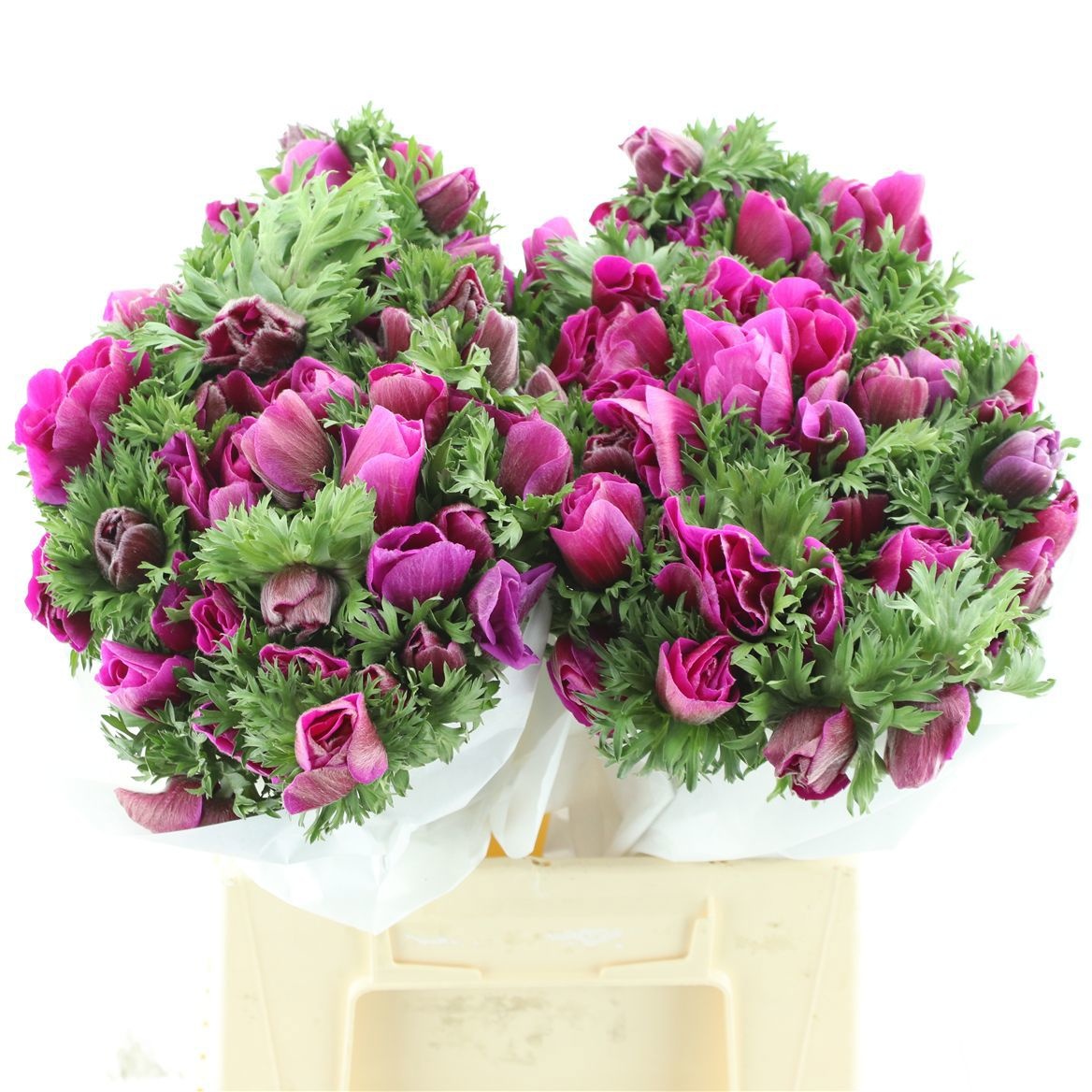 Анемон Мистраль + Фуксия 45 (фиолет.), шт.