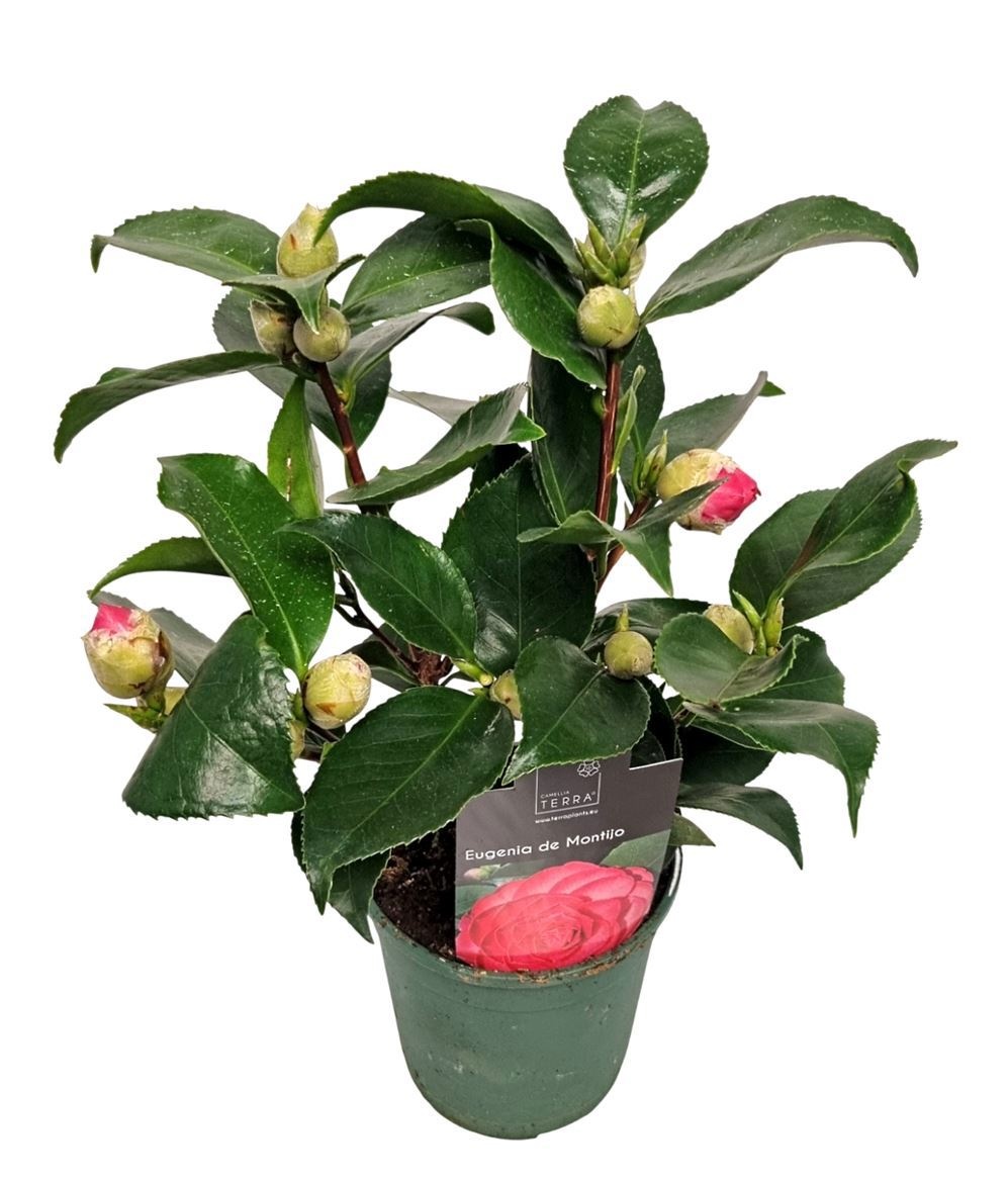 Camellia Japonica Rood, D 12