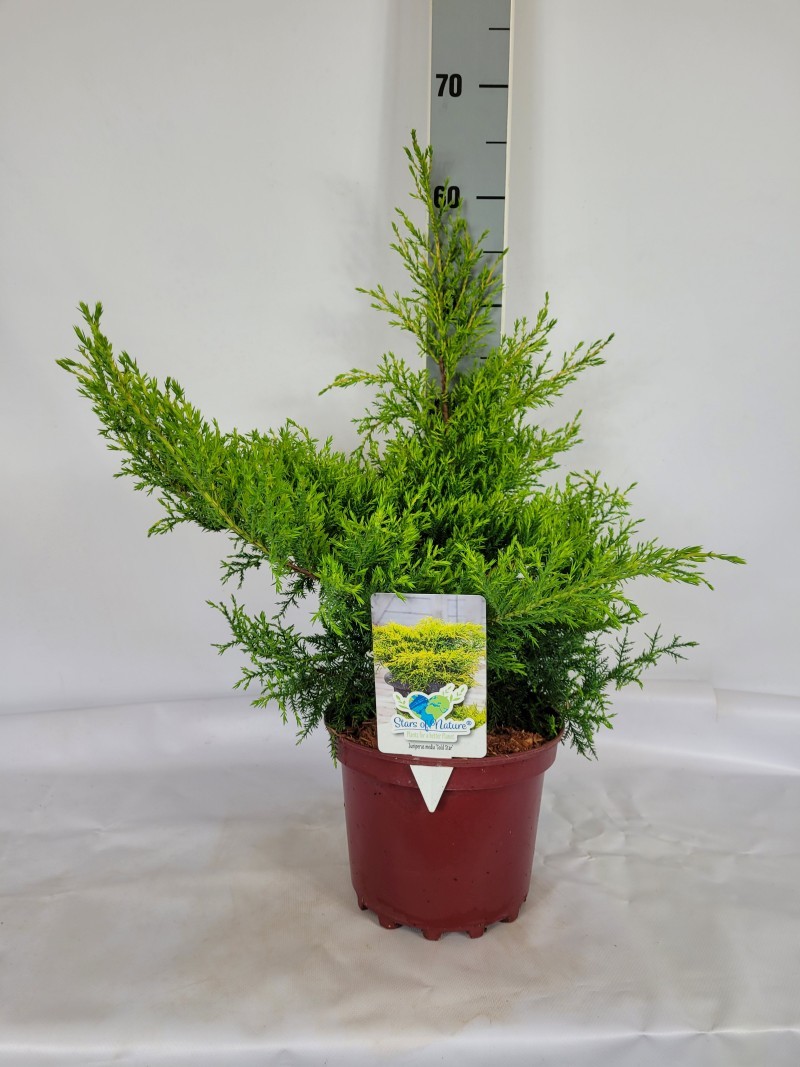 Juniperus media 'Gold Star' C3 25-30, D 19