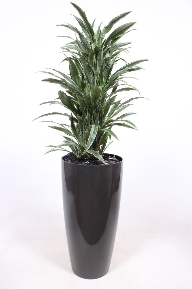 Dracaena Warneckie in Santorini pot "antraciet", D 33