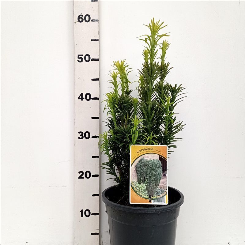 Cephalotaxus ha. 'Fastigiata', D 19