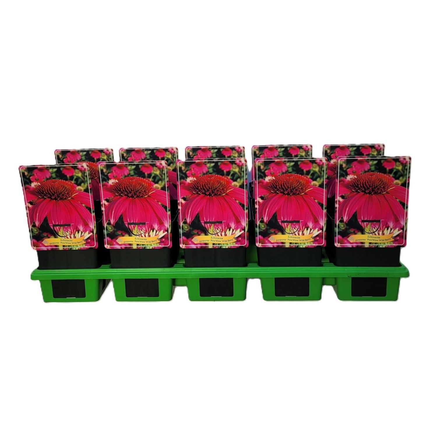 Echinacea 'Pow Wow Wild Berry' P11, D 11