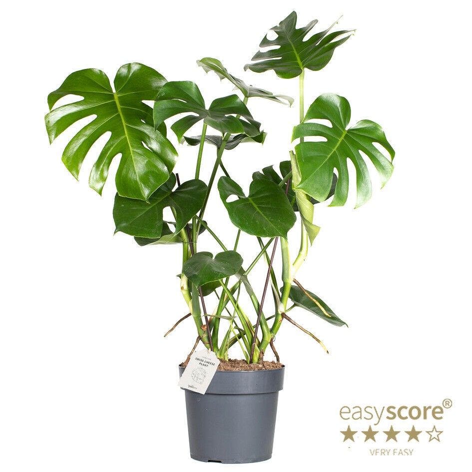 MONSTERA DELICIOSA, D 24
