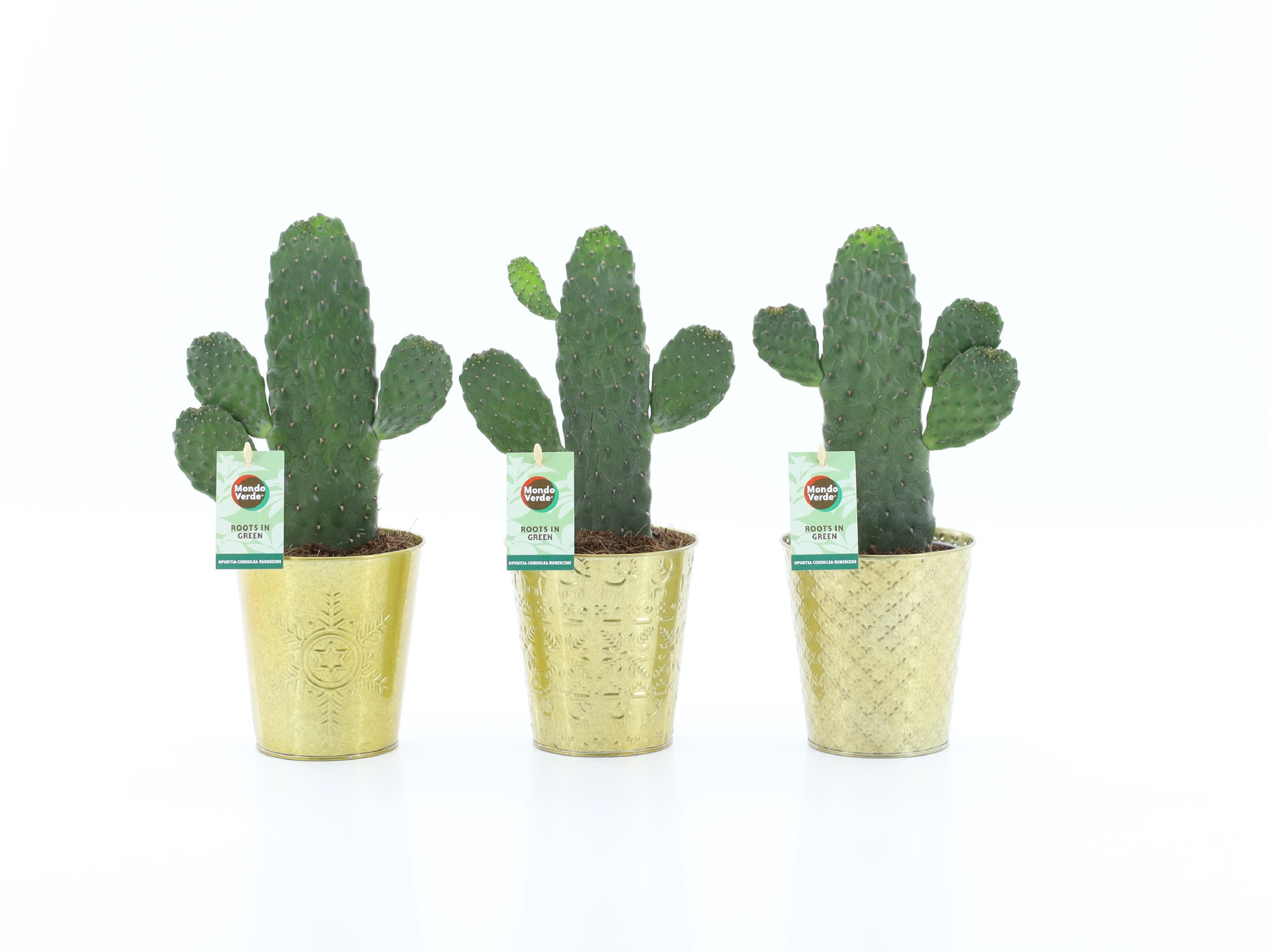 Opuntia rubescens Consolea in Golden Christmas, D 13