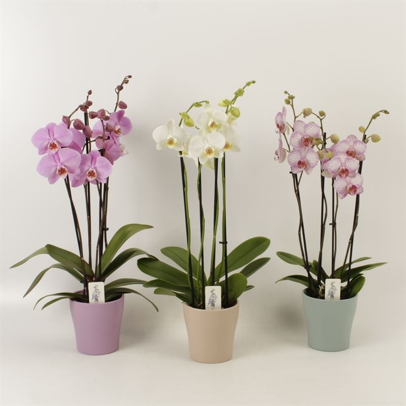 Phalaenopsis gemengd 4 tak mix in Moederdag keramiek, D 12