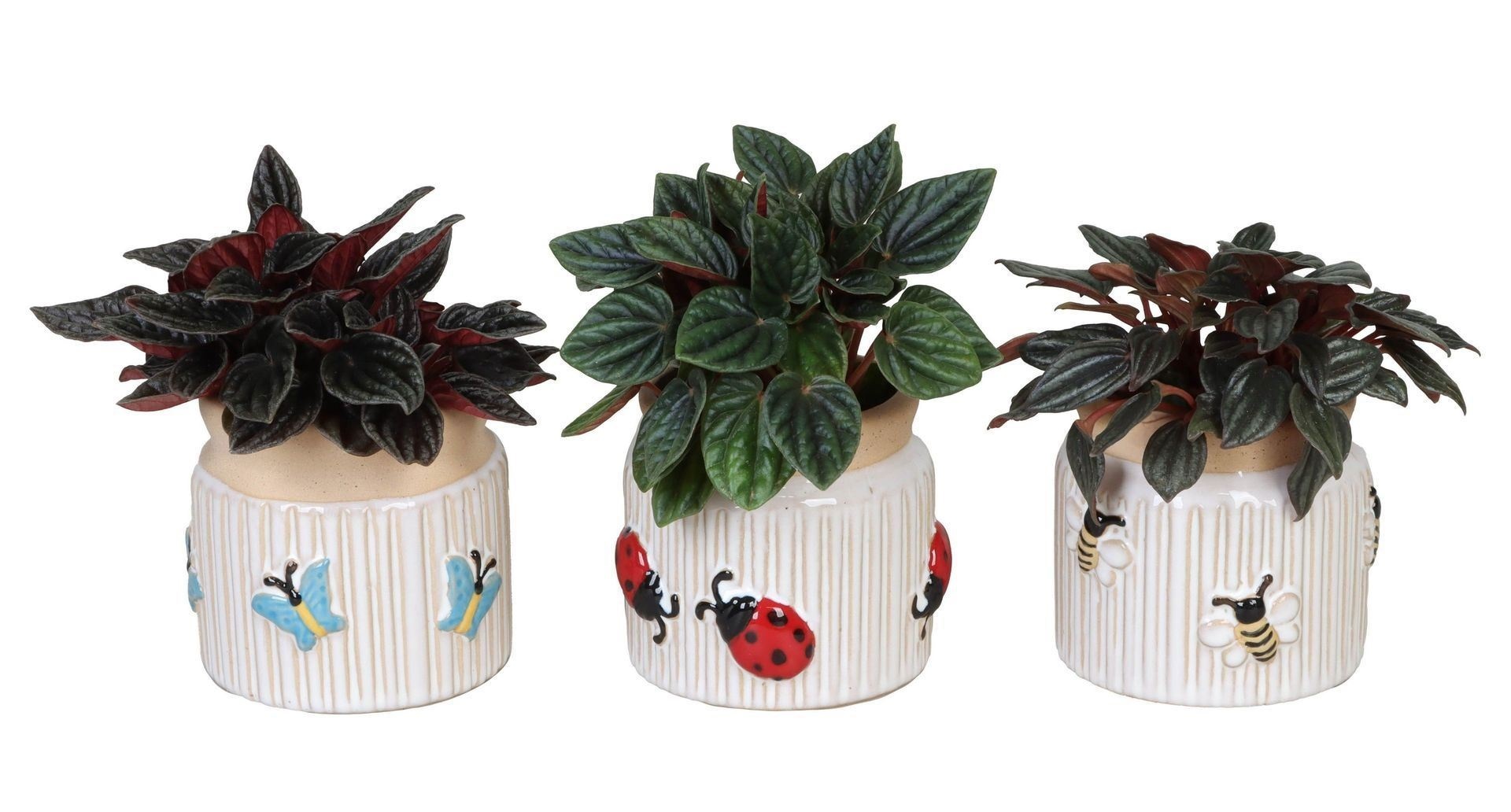 L 66637 with Peperomia Caperata Mix 6 cm, D 6