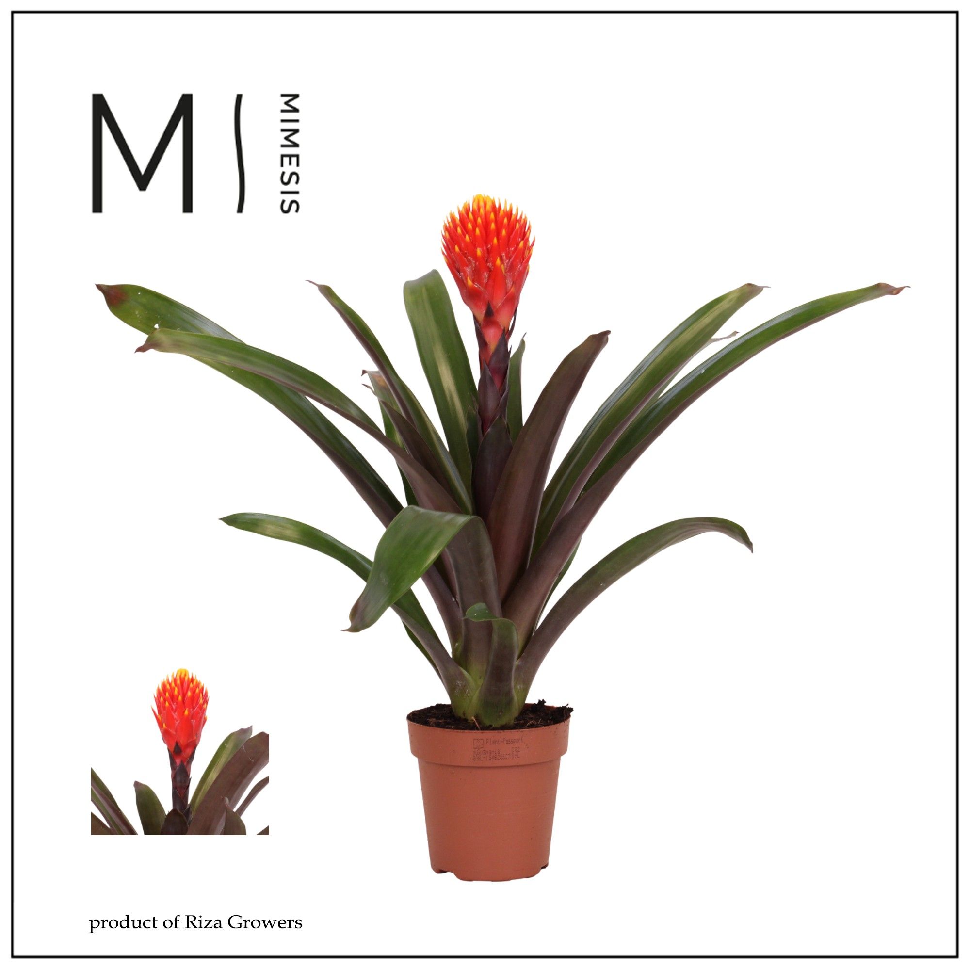 Guzmania Rockyflower Tala - 12cm | Mimesis, D 12